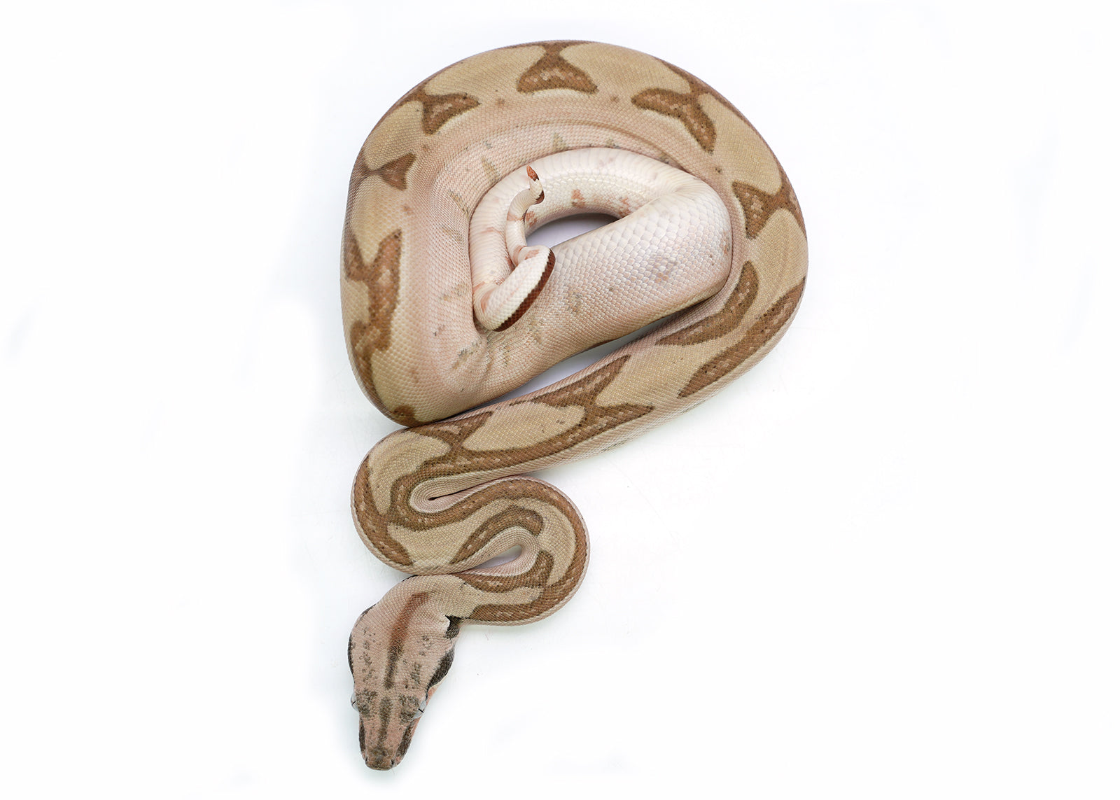 Male Hypo Labyrith het. Anerytheristic 50% Possible het. Albino Boa Constrictor
