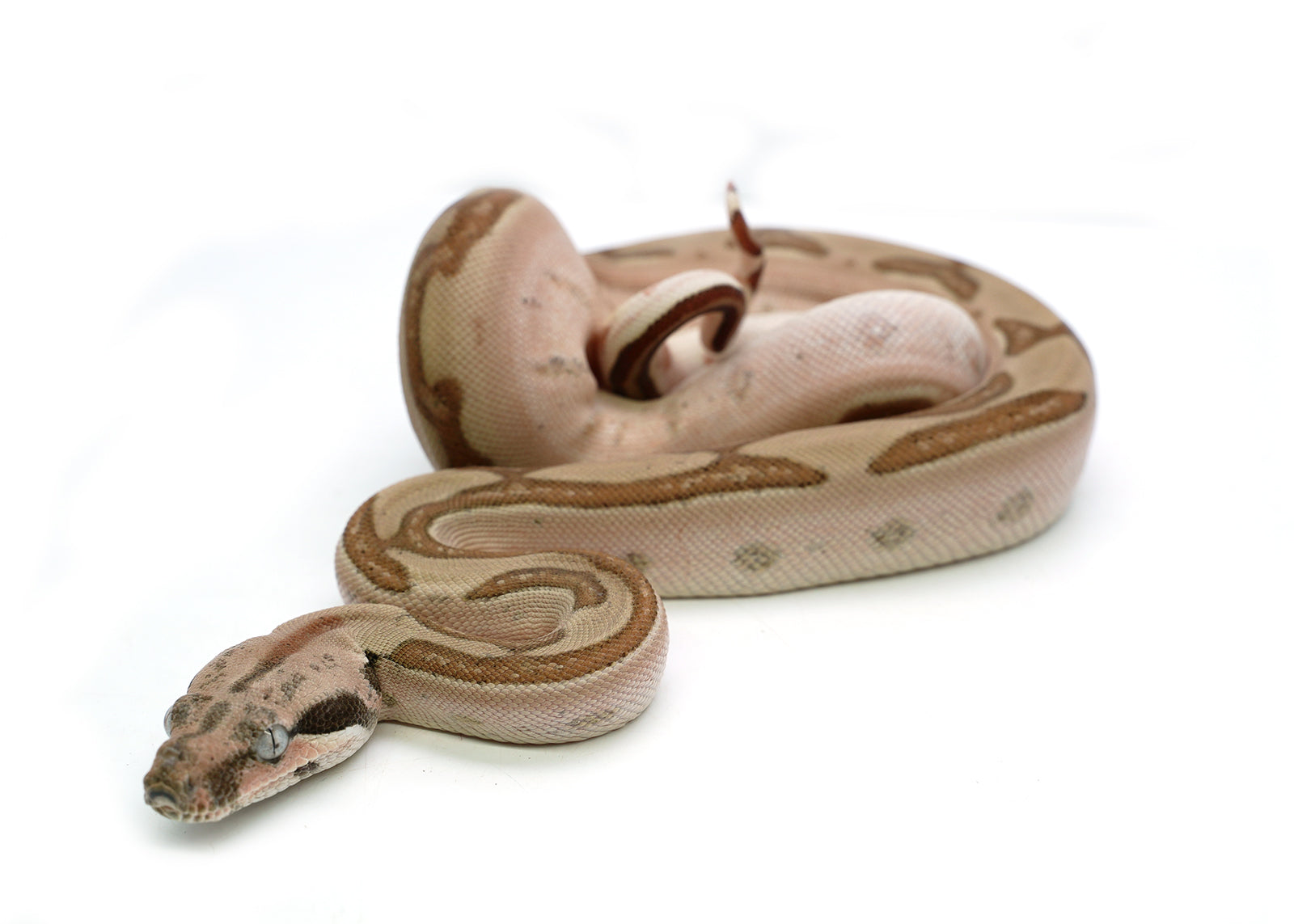 Male Hypo Labyrith het. Anerytheristic 50% Possible het. Albino Boa Constrictor