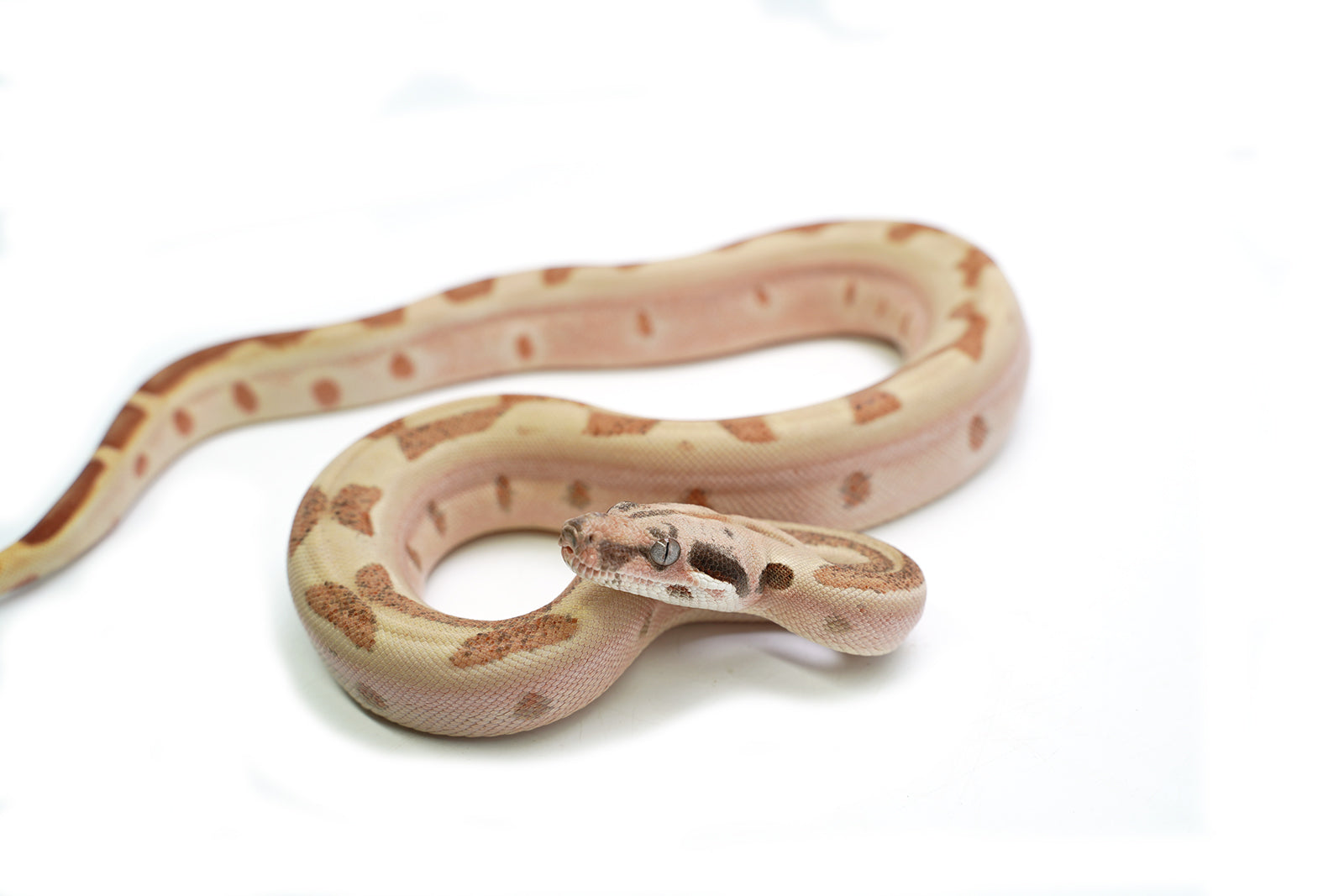 Female Jungle Labyrinth het. Albino Boa Constrictor