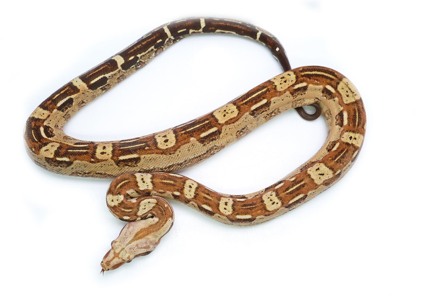 Male VPI T+ Aztec Boa Constrictor