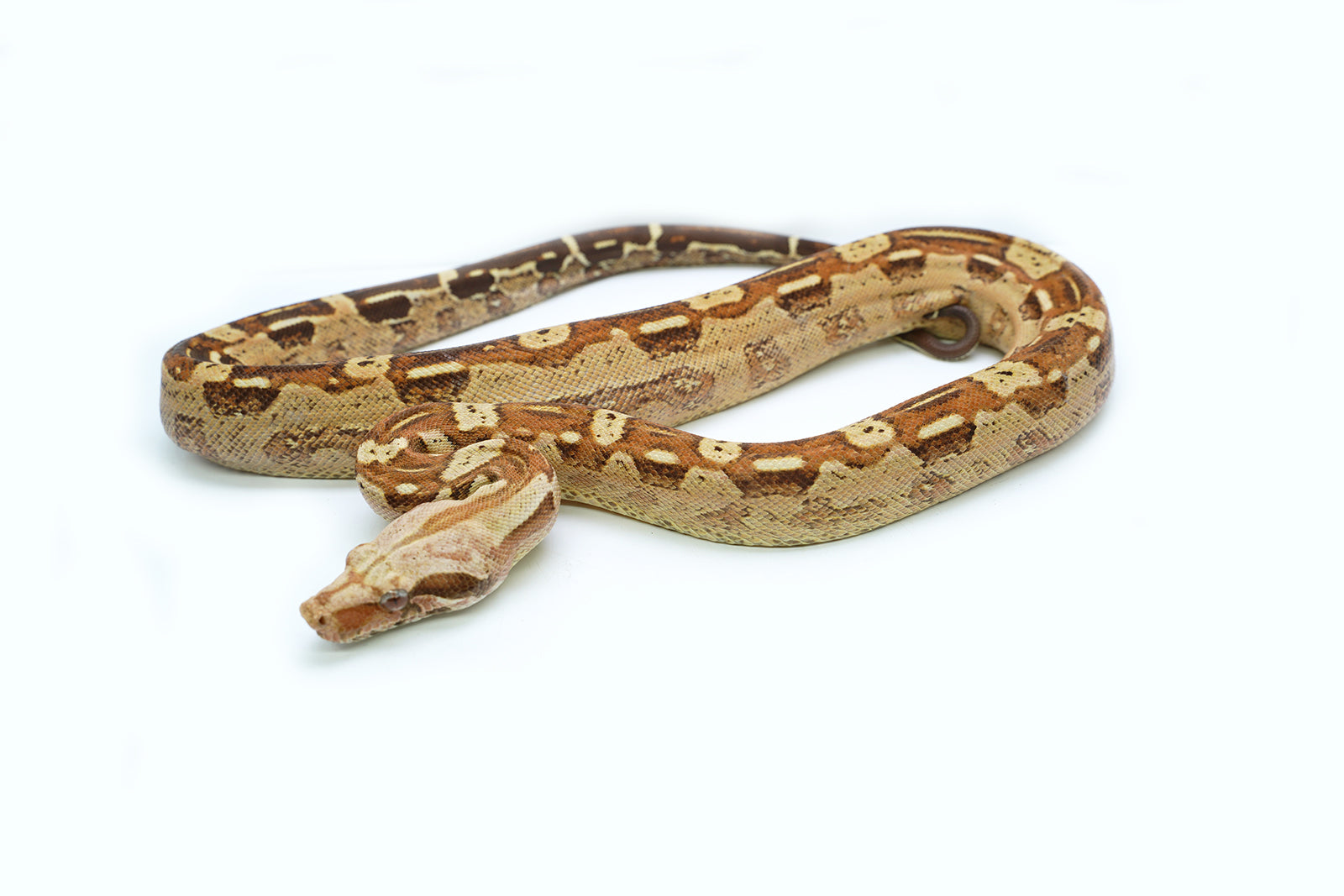 Male VPI T+ Aztec Boa Constrictor