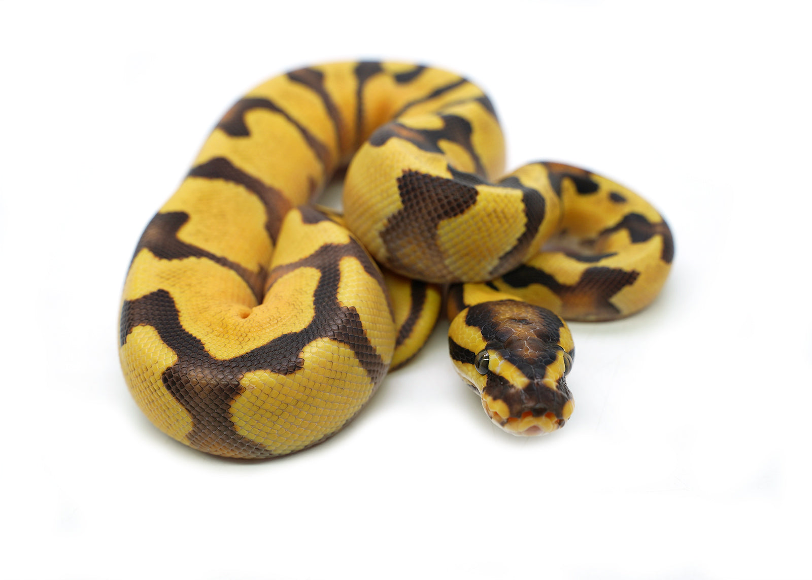 2025 Male Pastel Enchi Orange Dream Yellowbelly het. Piebald Ball Python