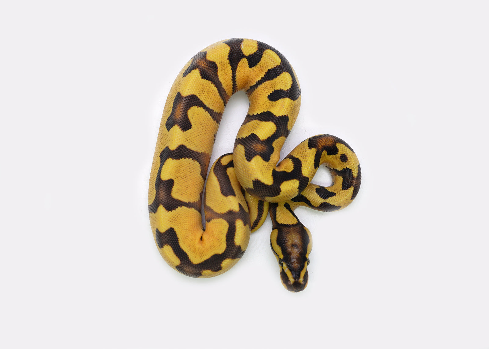 2025 Male Pastel Enchi Orange Dream Yellowbelly het. Piebald Ball Python