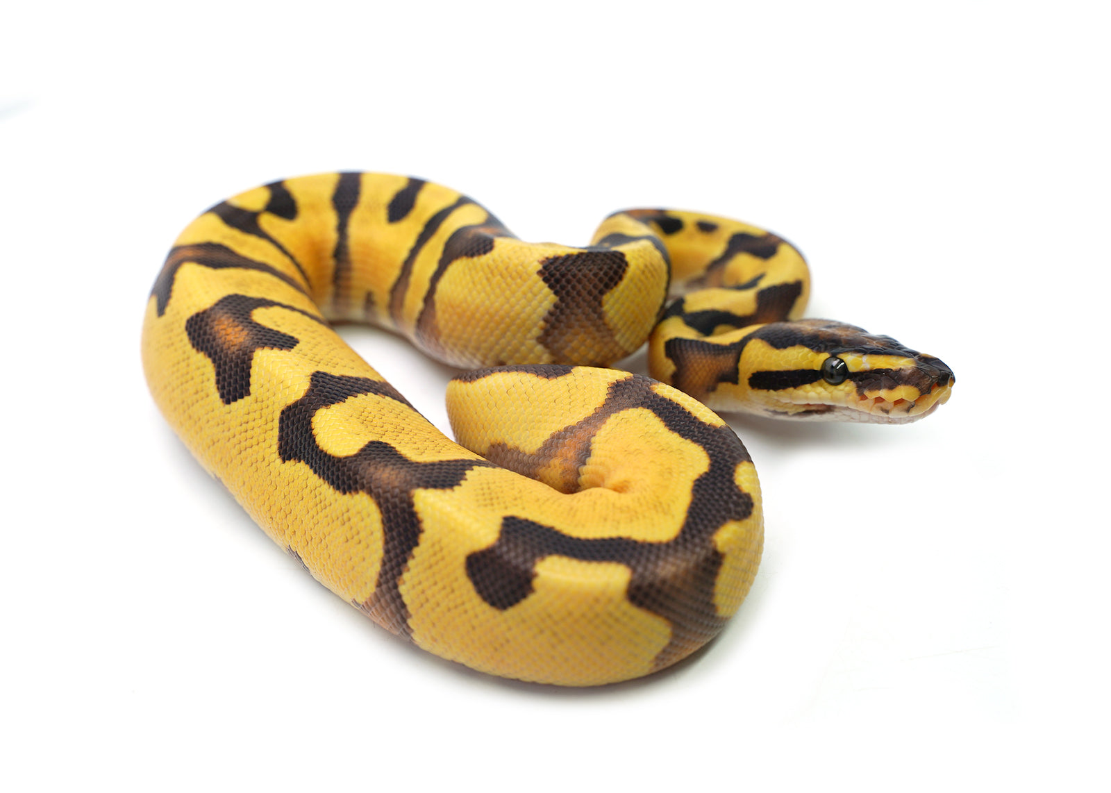 2025 Male Pastel Enchi Orange Dream Yellowbelly het. Piebald Ball Python