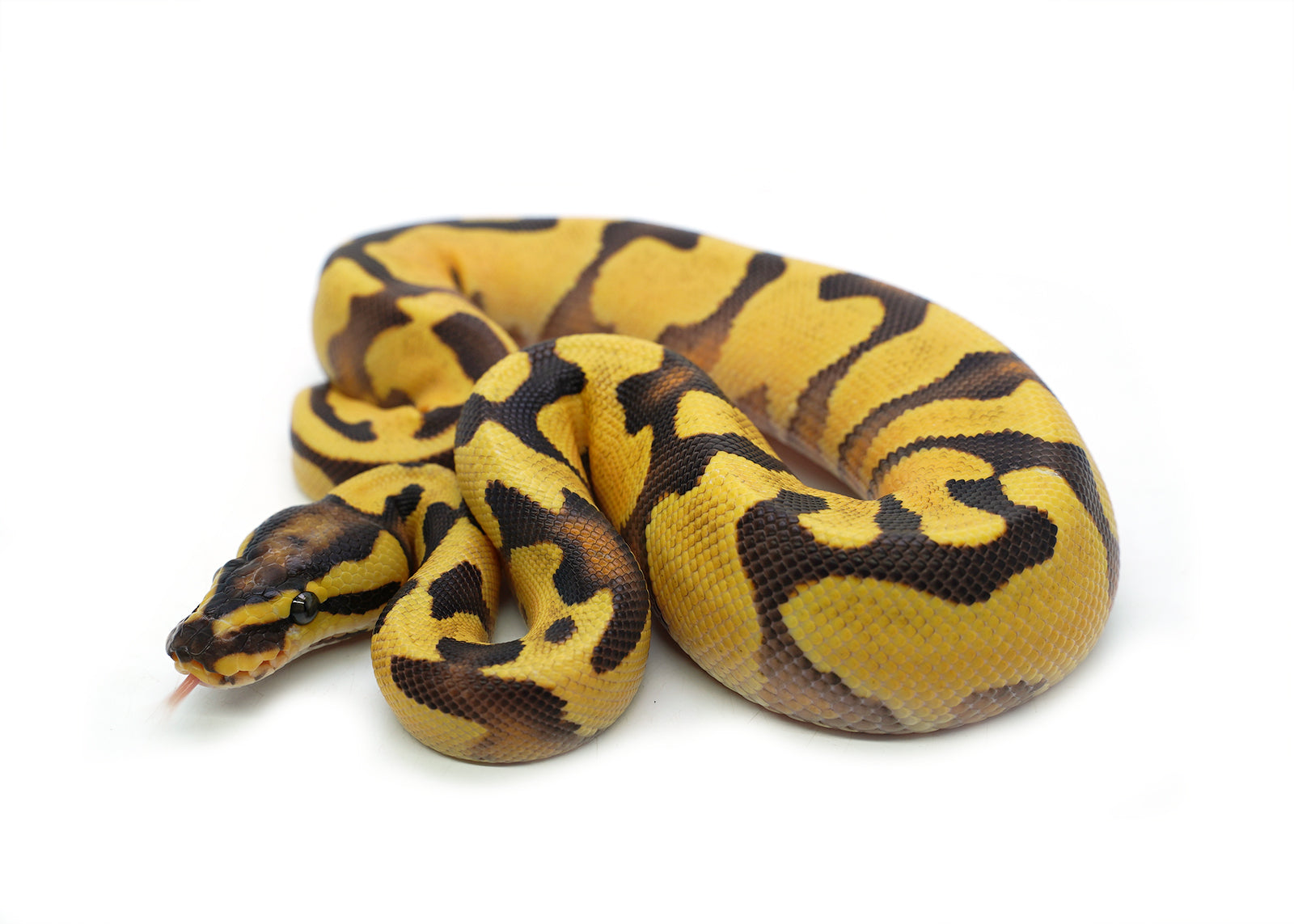 2025 Male Pastel Enchi Orange Dream Yellowbelly het. Piebald Ball Python