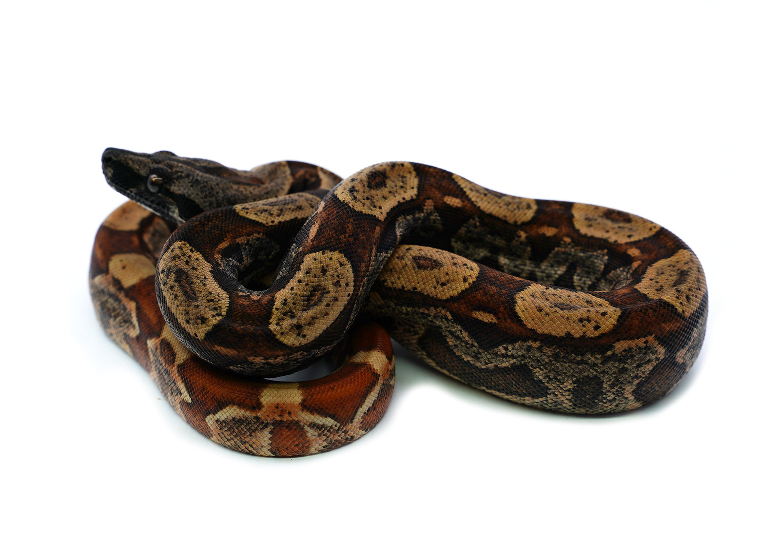 Female Hypo IMG Possible het. Albino Possible het. Anerytheristic