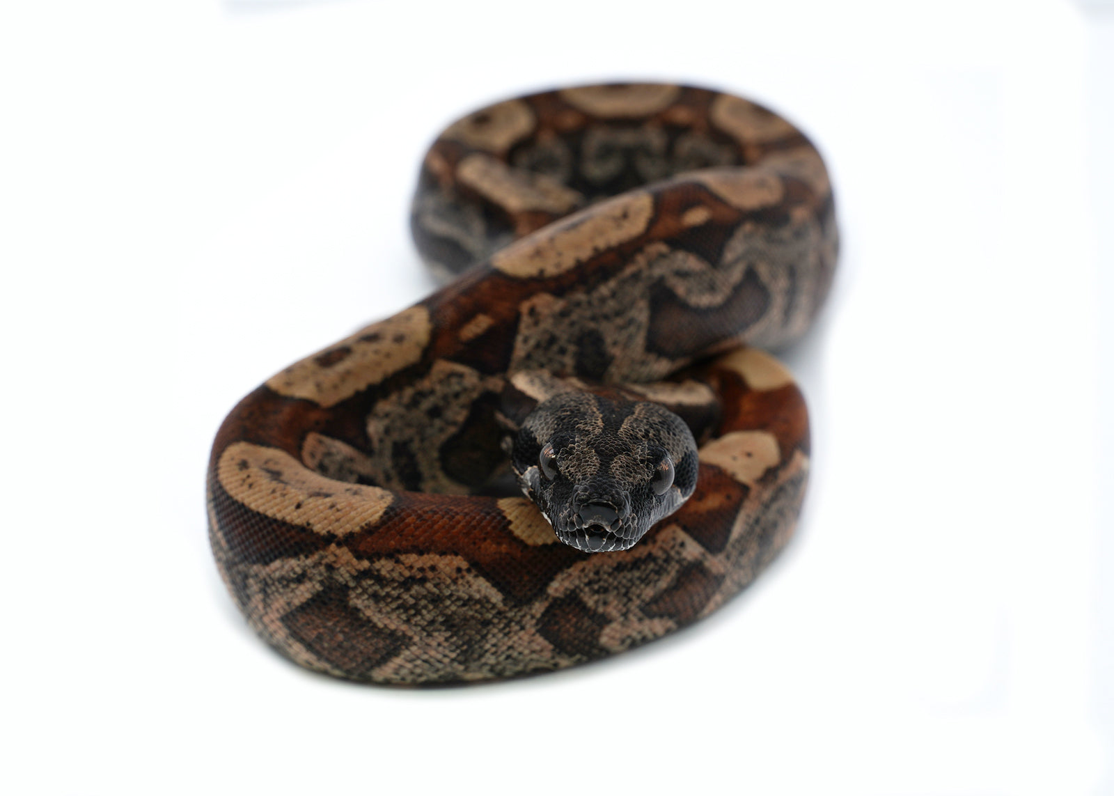 Female Hypo IMG Possible het. Albino Possible het. Anerytheristic