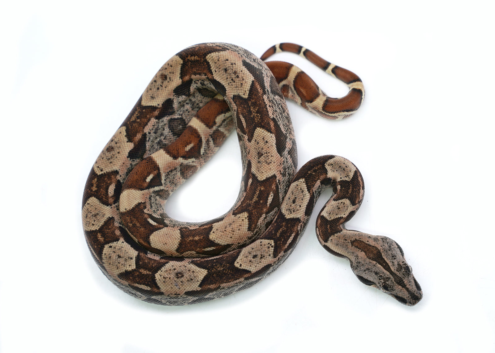 Female Hypo IMG Possible het. Anerytheristic Possible het. Albino