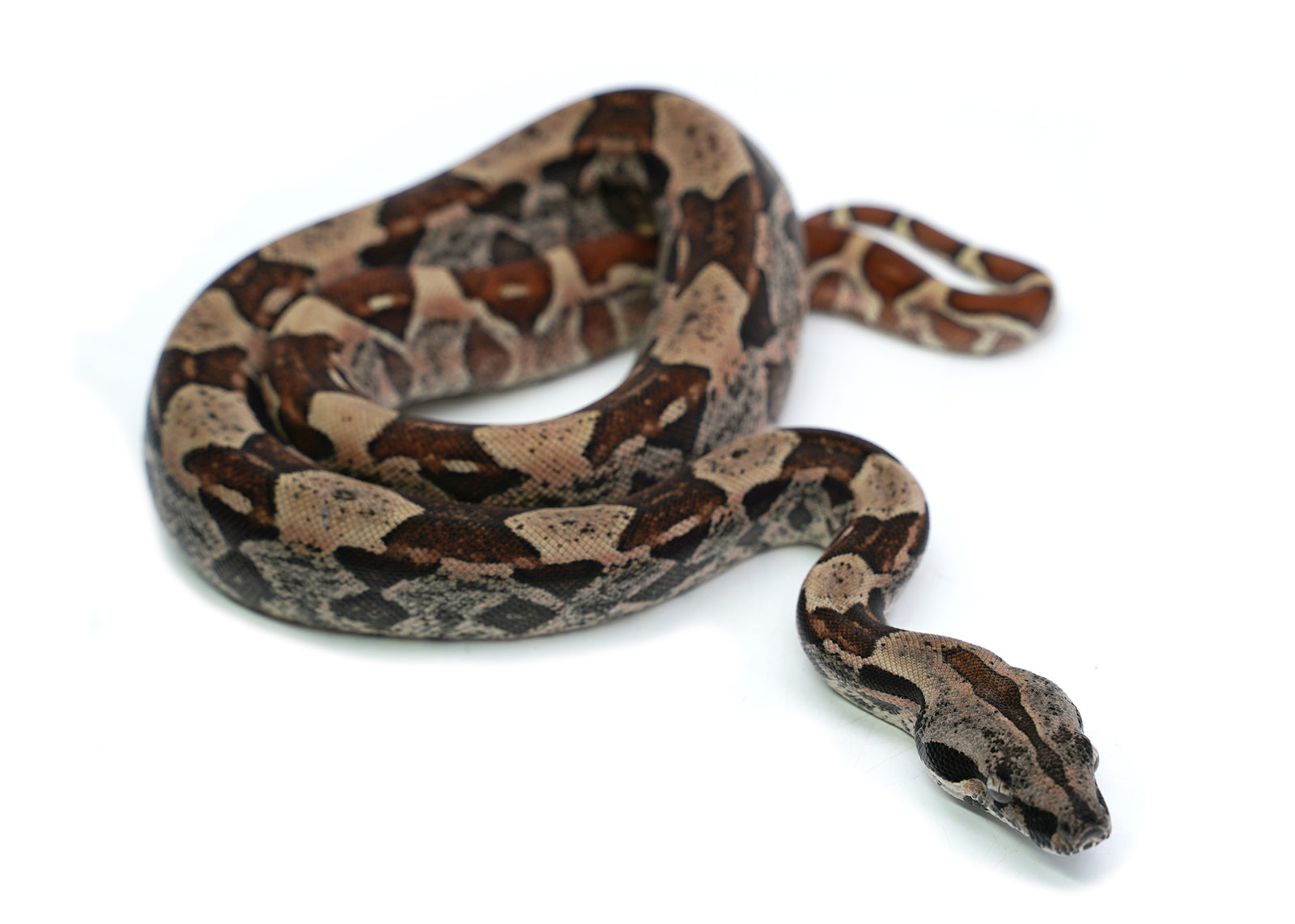 Female Hypo IMG Possible het. Anerytheristic Possible het. Albino