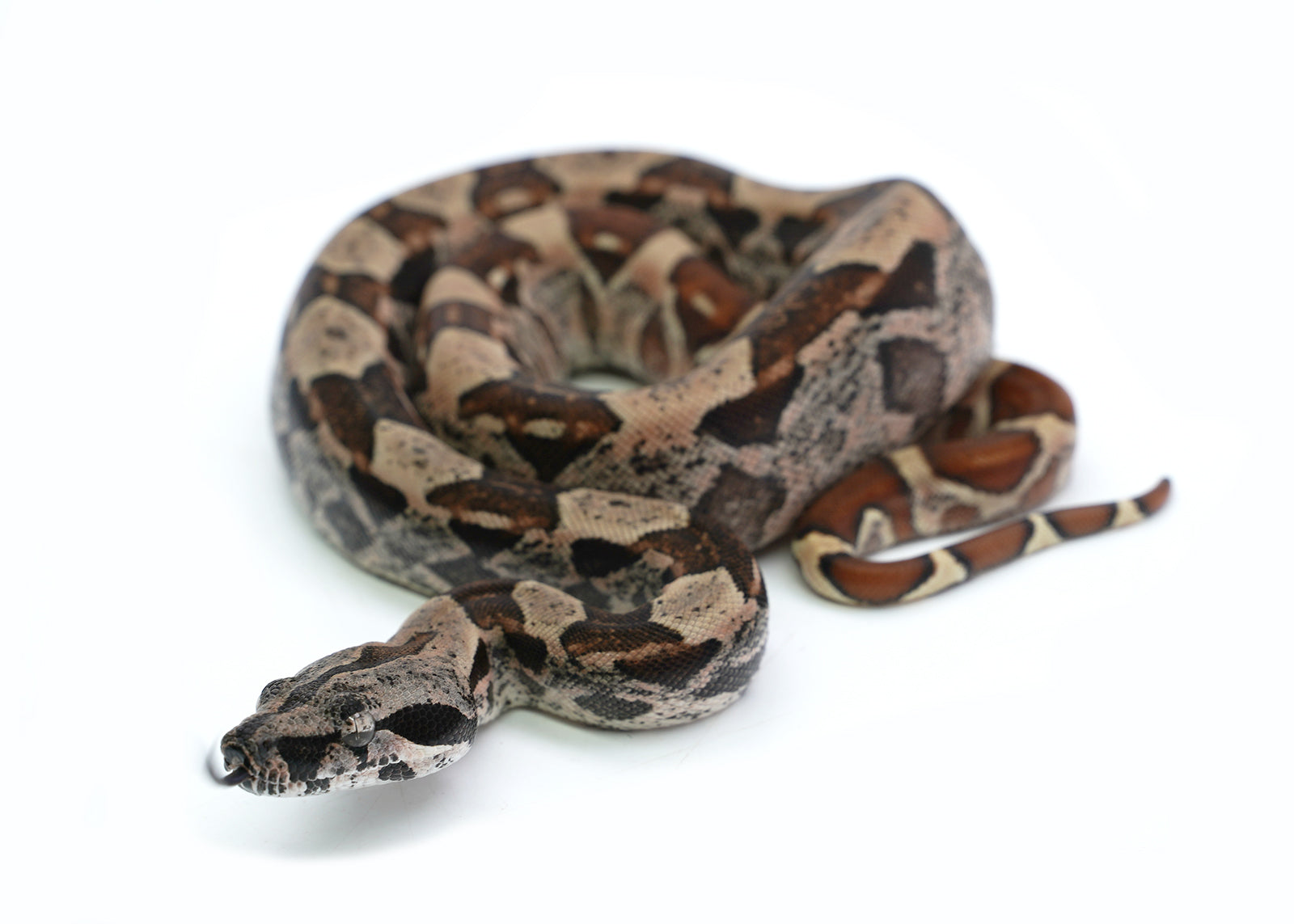 Female Hypo IMG Possible het. Anerytheristic Possible het. Albino