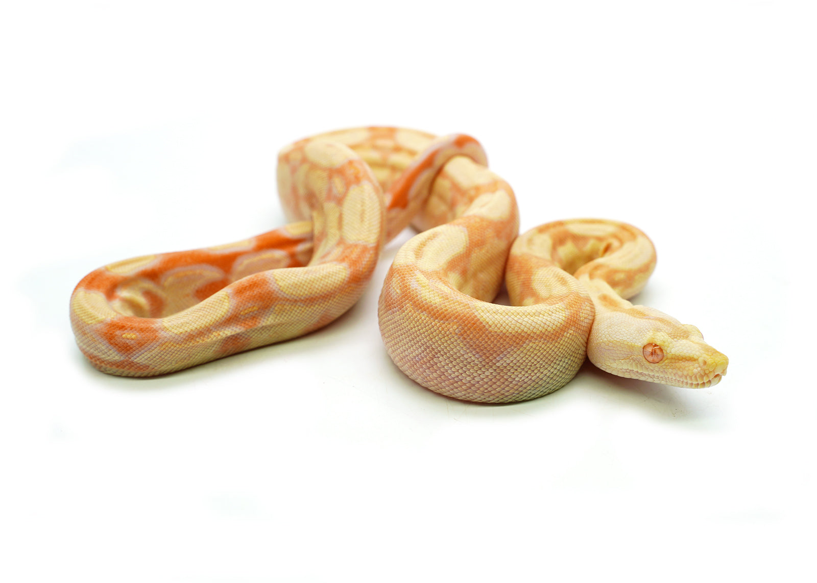 Female Kahl Albino IMG Roswell Boa Constrictor