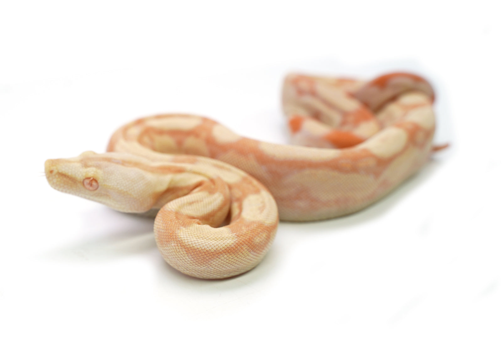 Female Kahl Albino IMG Roswell Boa Constrictor