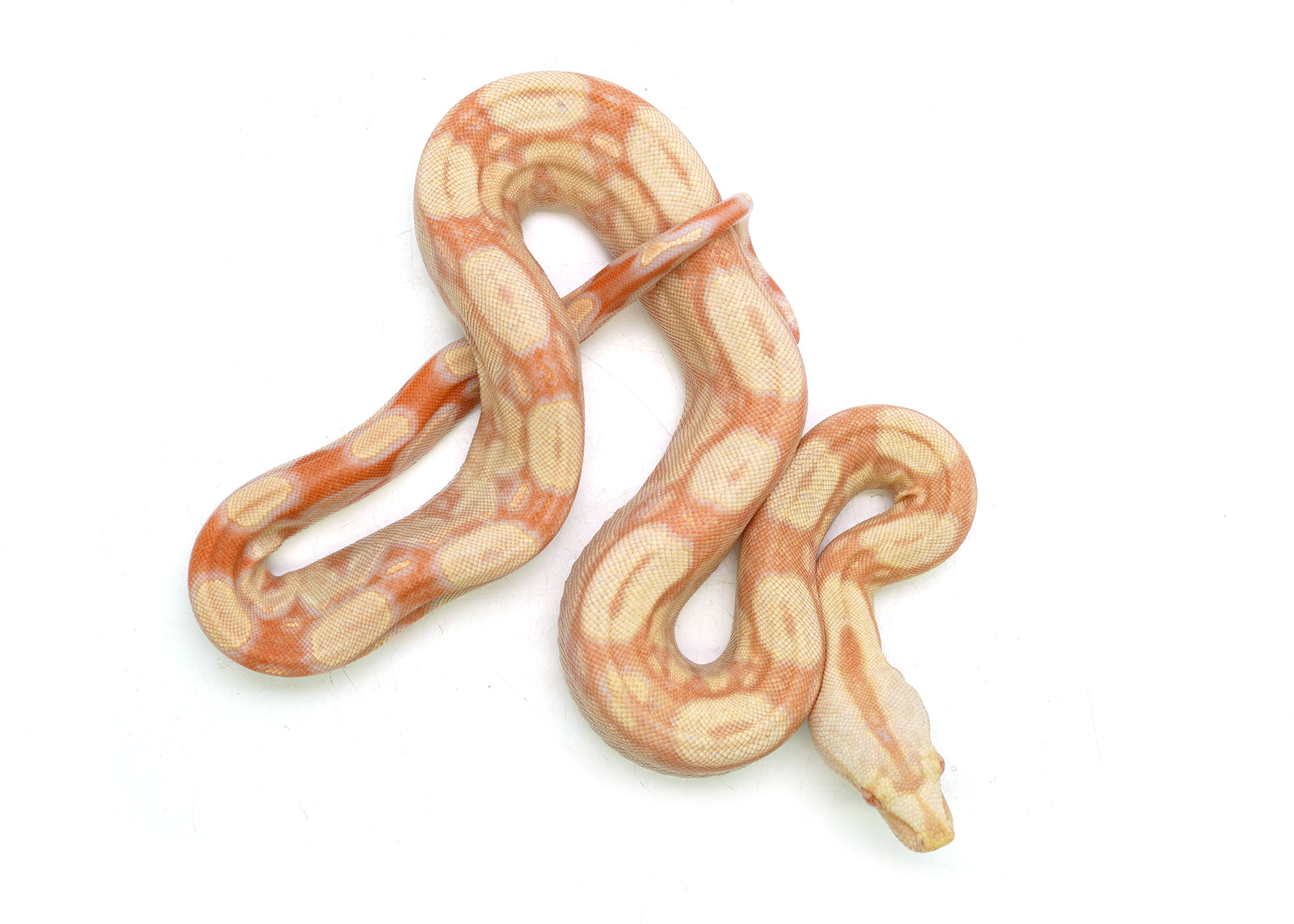 Female Kahl Albino IMG Roswell Boa Constrictor