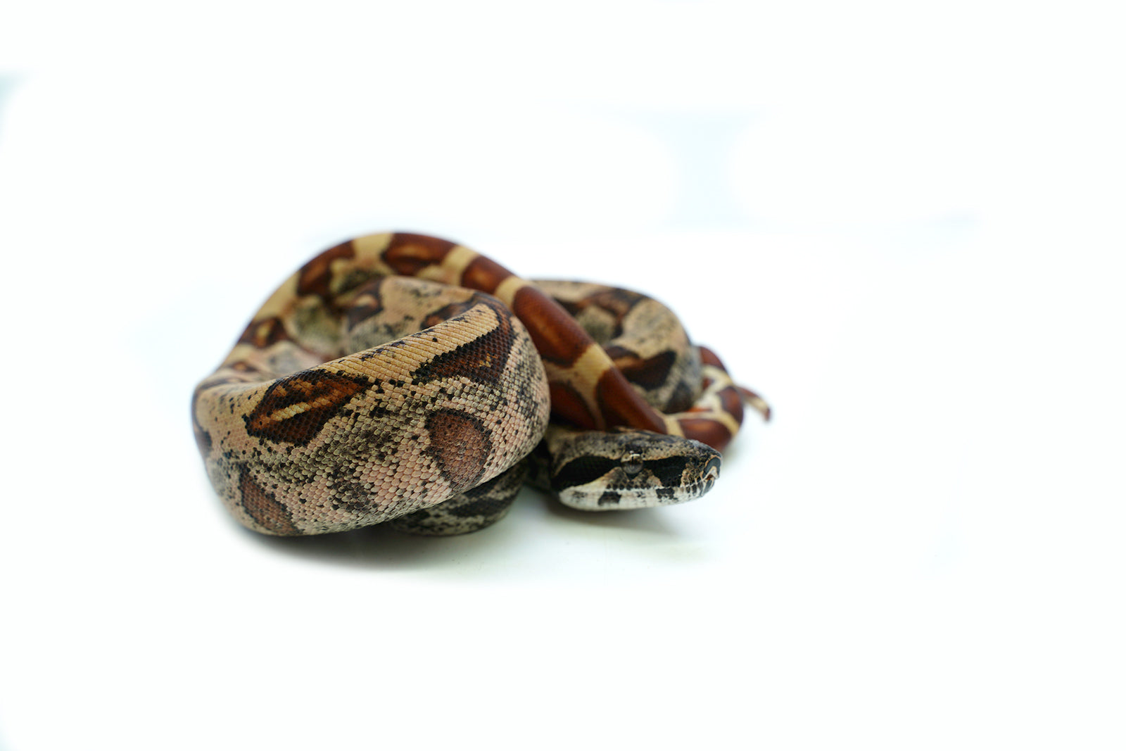 Female Hypo IMG Boa Constrictor