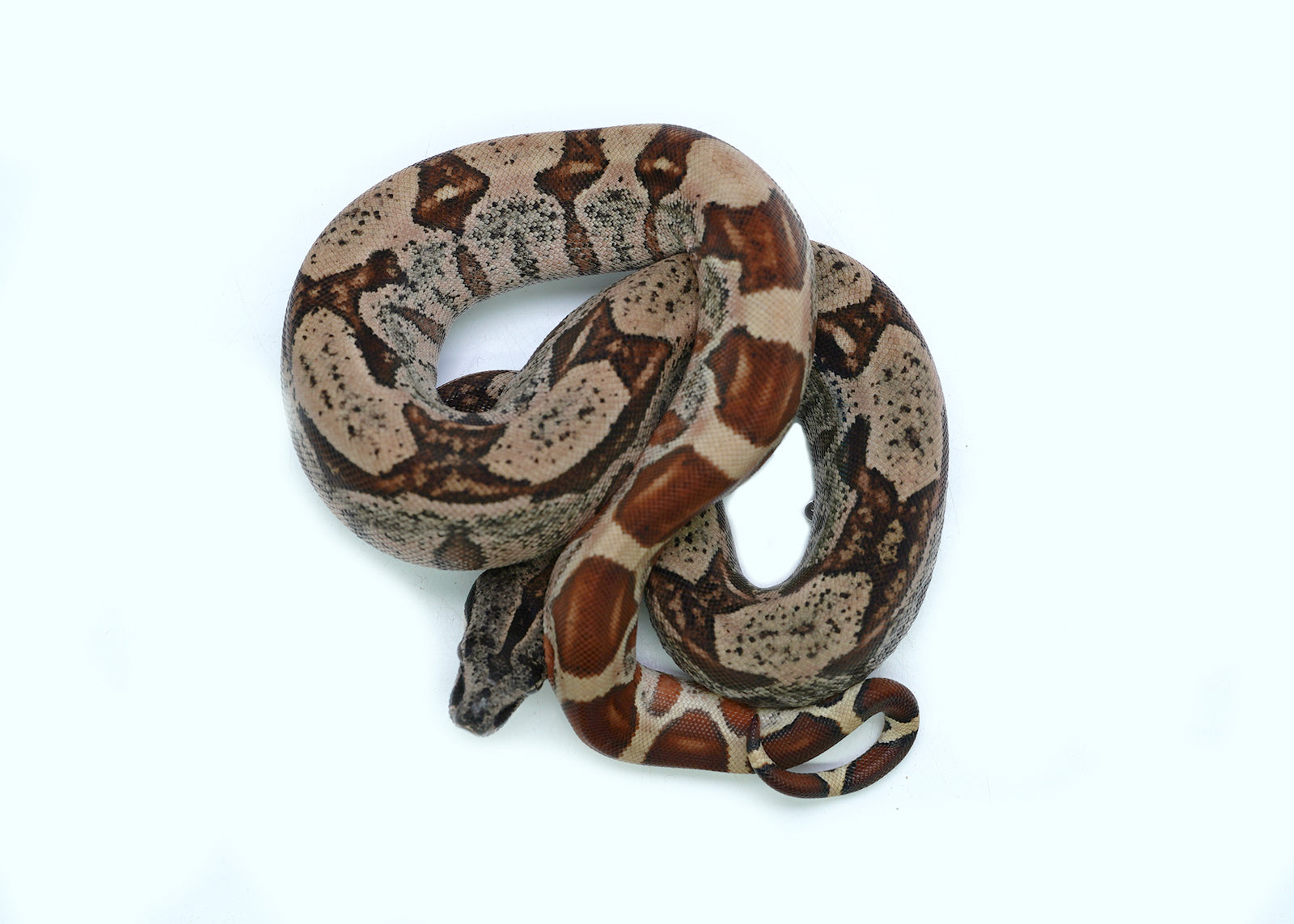 Female Hypo IMG Boa Constrictor