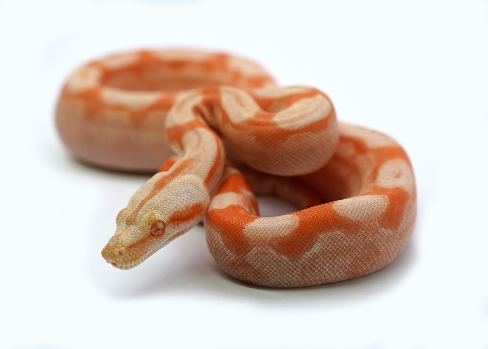 Female Kahl Albino Roswell Laddertail Hypo IMG Boa Constrictor