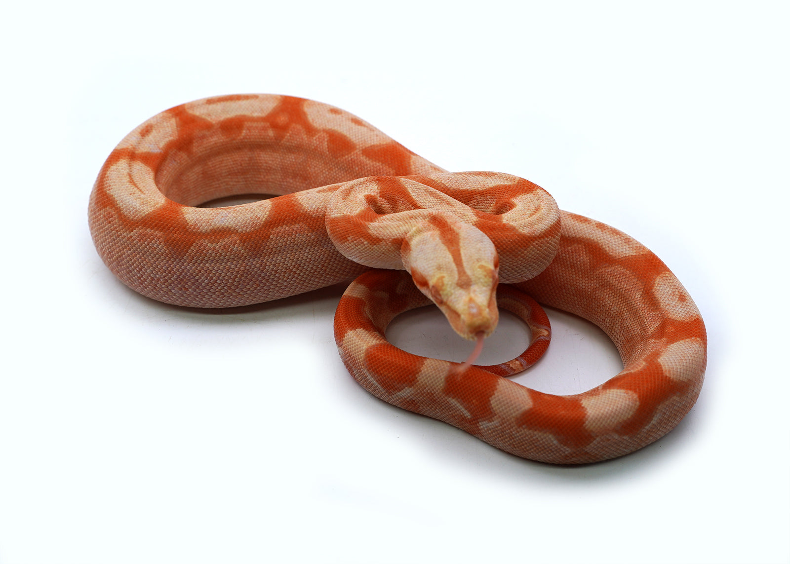 Female Kahl Albino Roswell Laddertail Hypo IMG Boa Constrictor