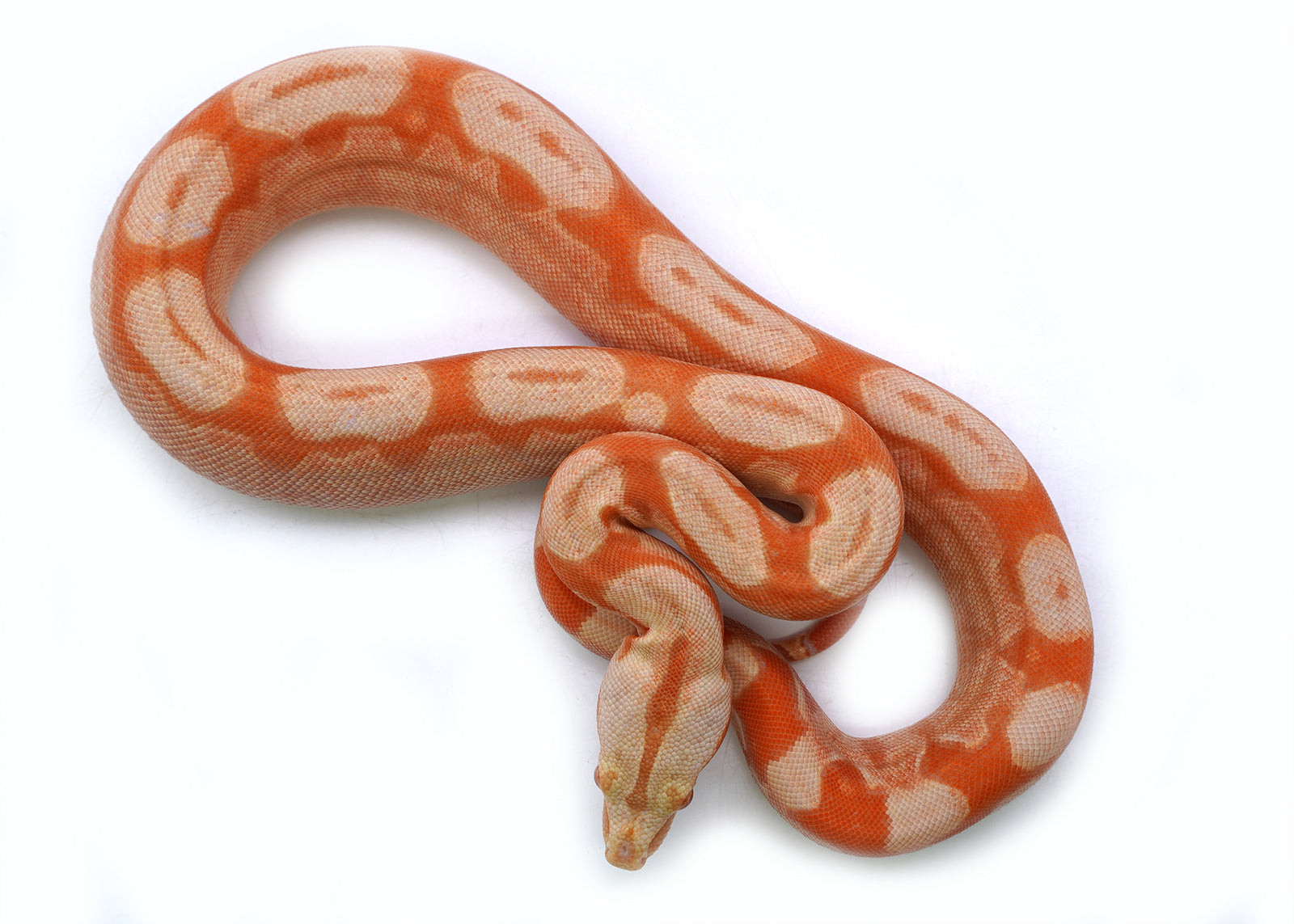 Female Kahl Albino Roswell Laddertail Hypo IMG Boa Constrictor
