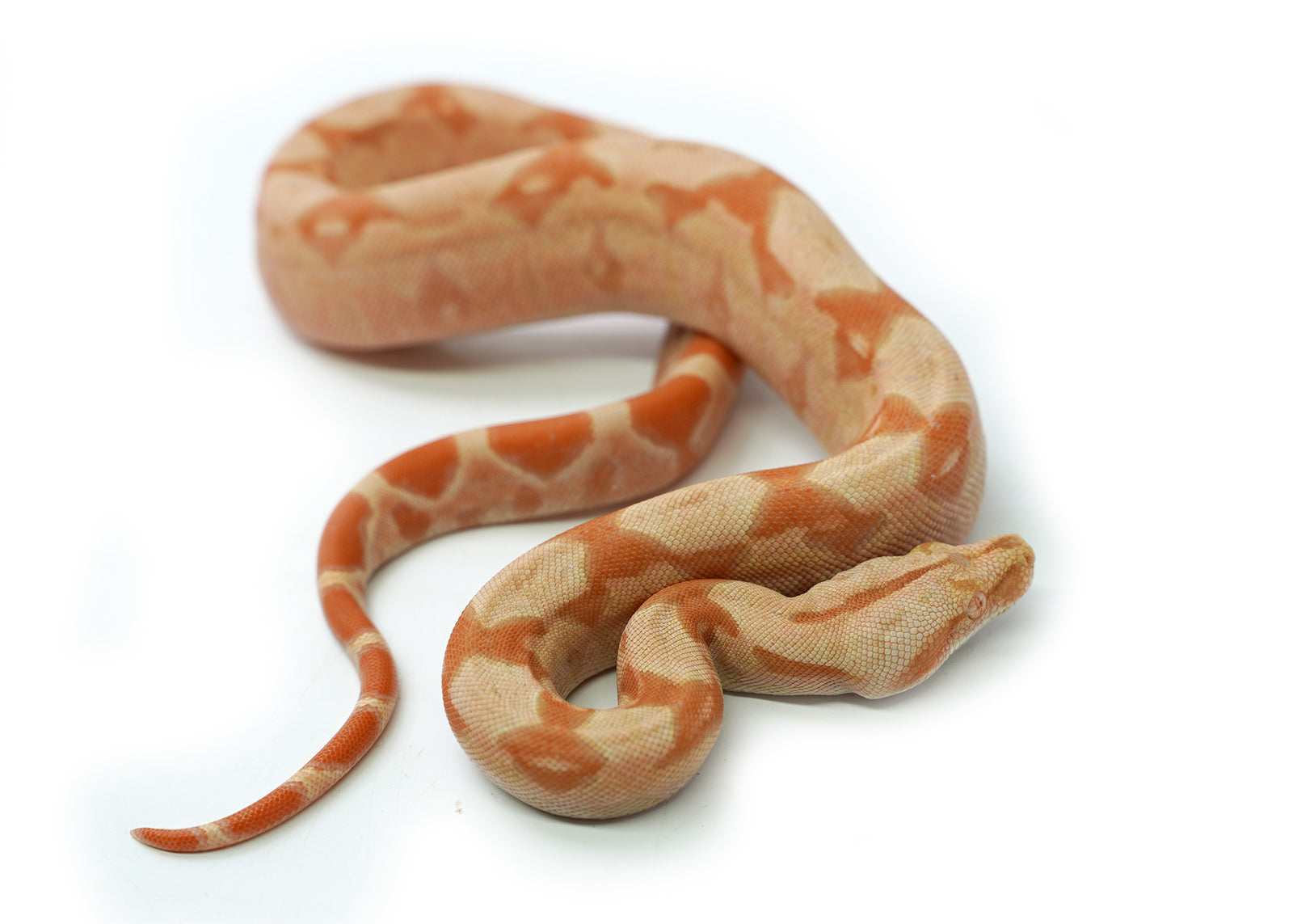 Female Kahl Albino Hypo IMG Boa Constrictor