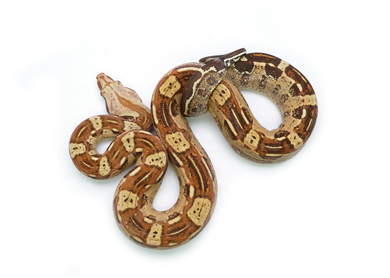 Male VPI T+ Aztec Boa Constrictor