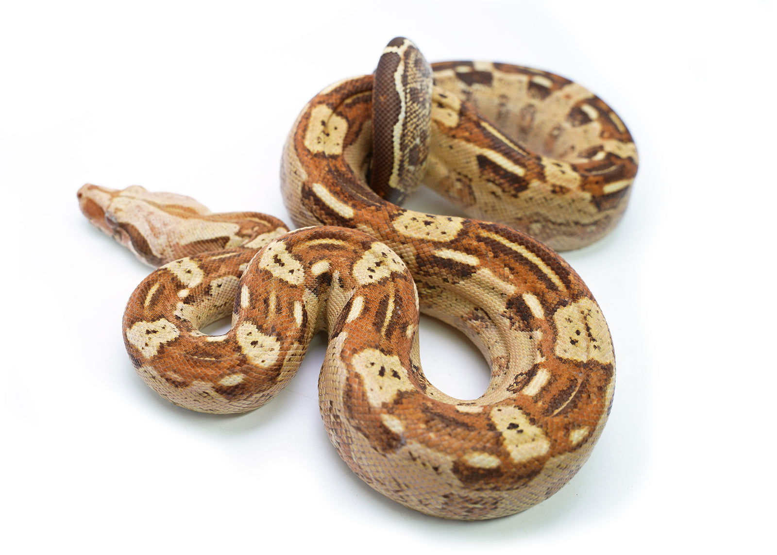 Male VPI T+ Aztec Boa Constrictor