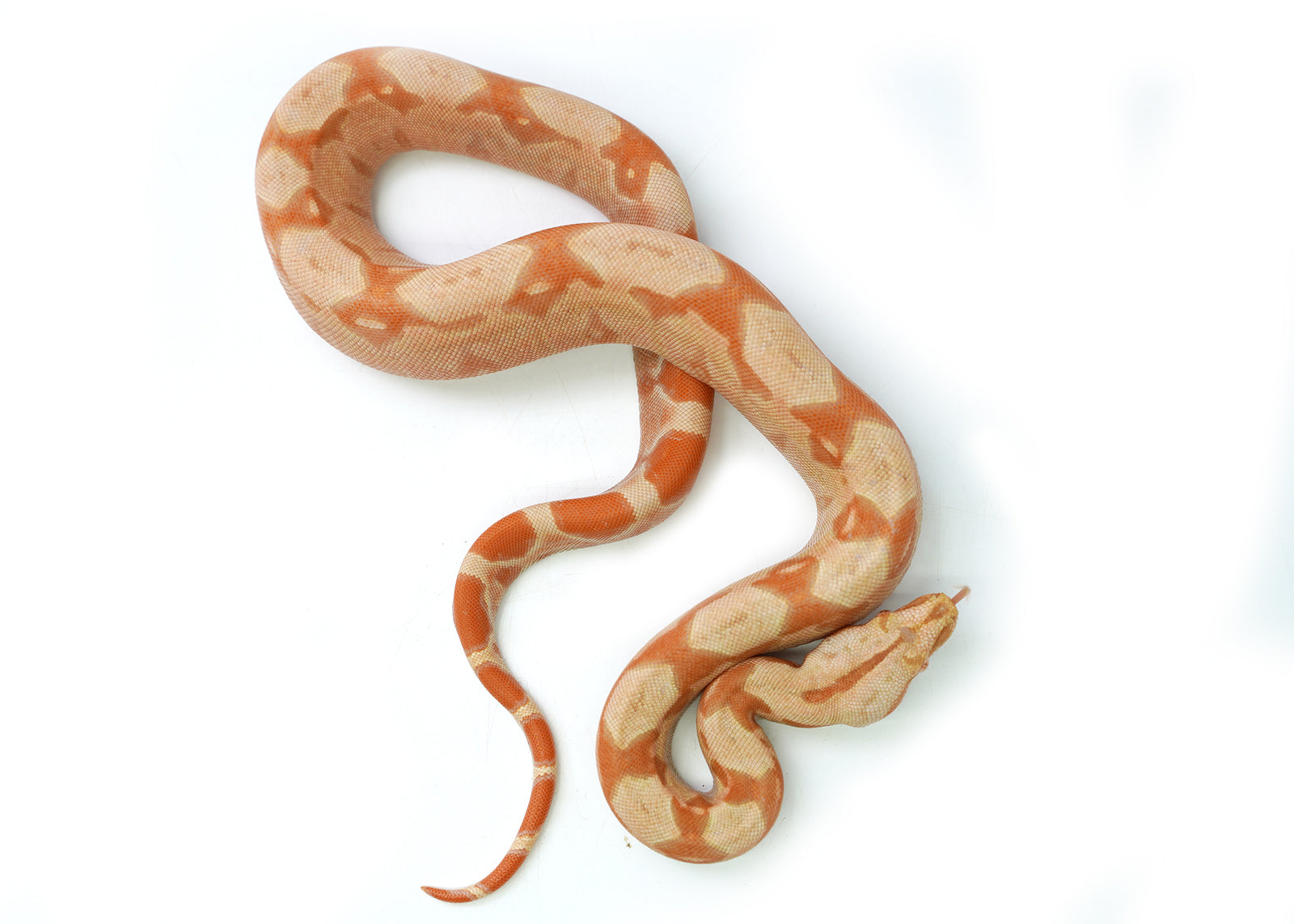 Female Kahl Albino Hypo IMG Boa Constrictor