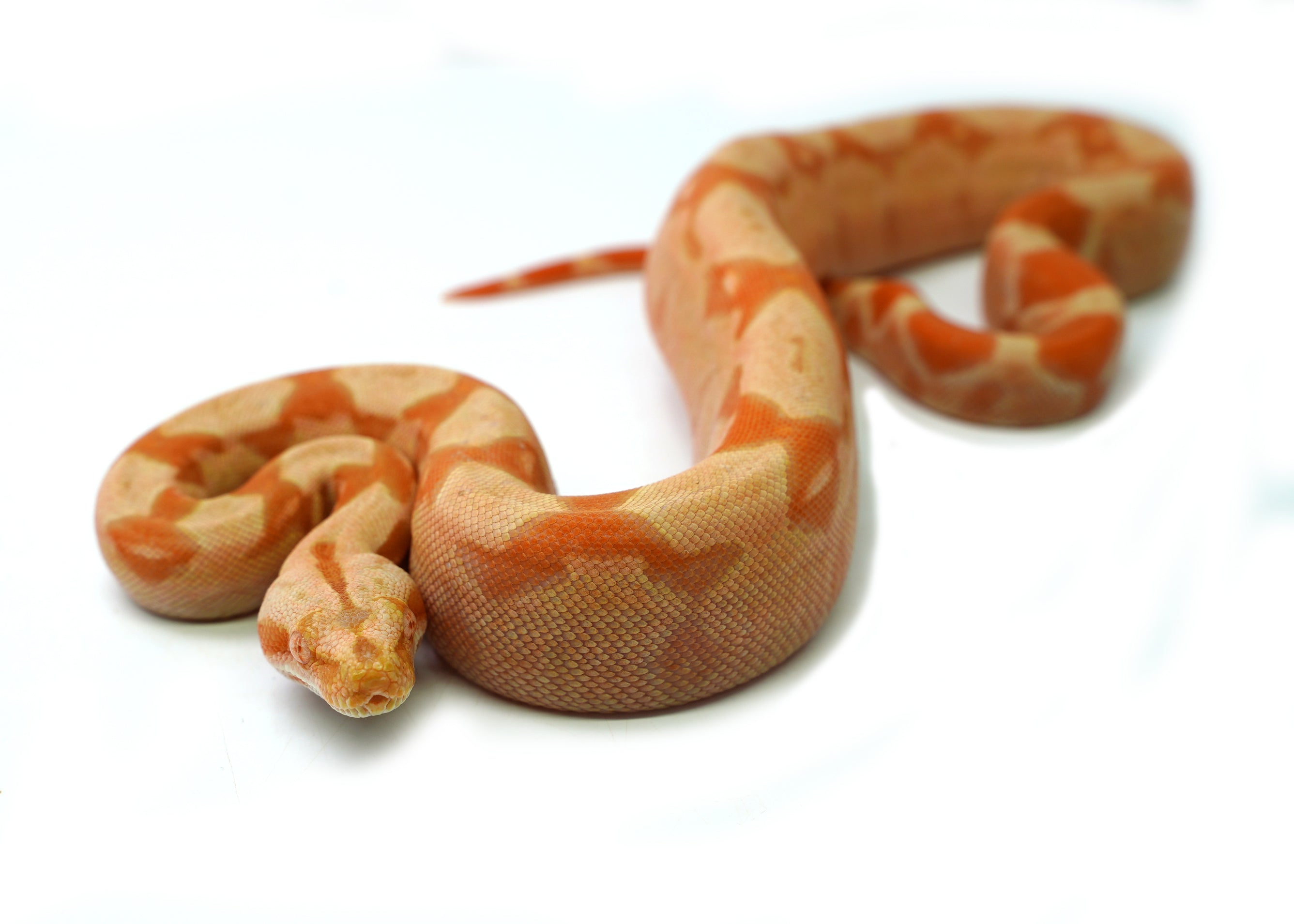 Female Kahl Albino Hypo IMG Boa Constrictor