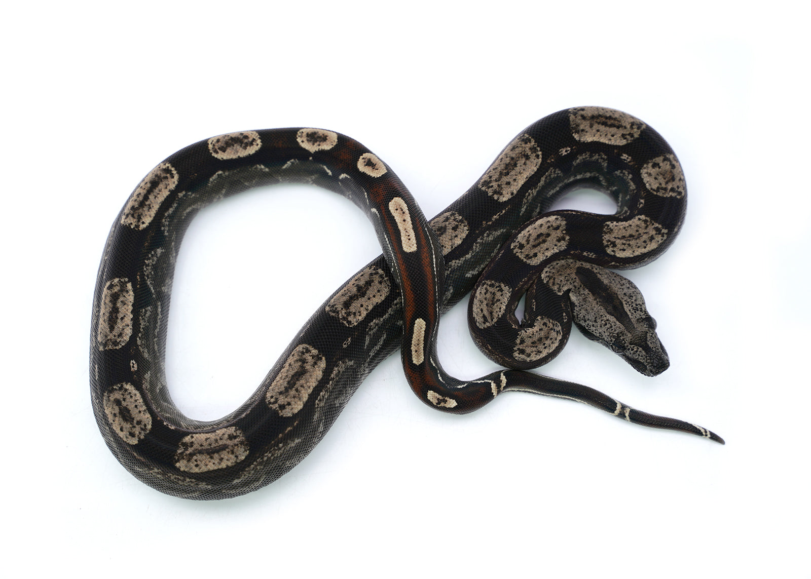 Male Roswell IMG Possible het. Albino Possible het. Anerytheristic Boa Constrictor