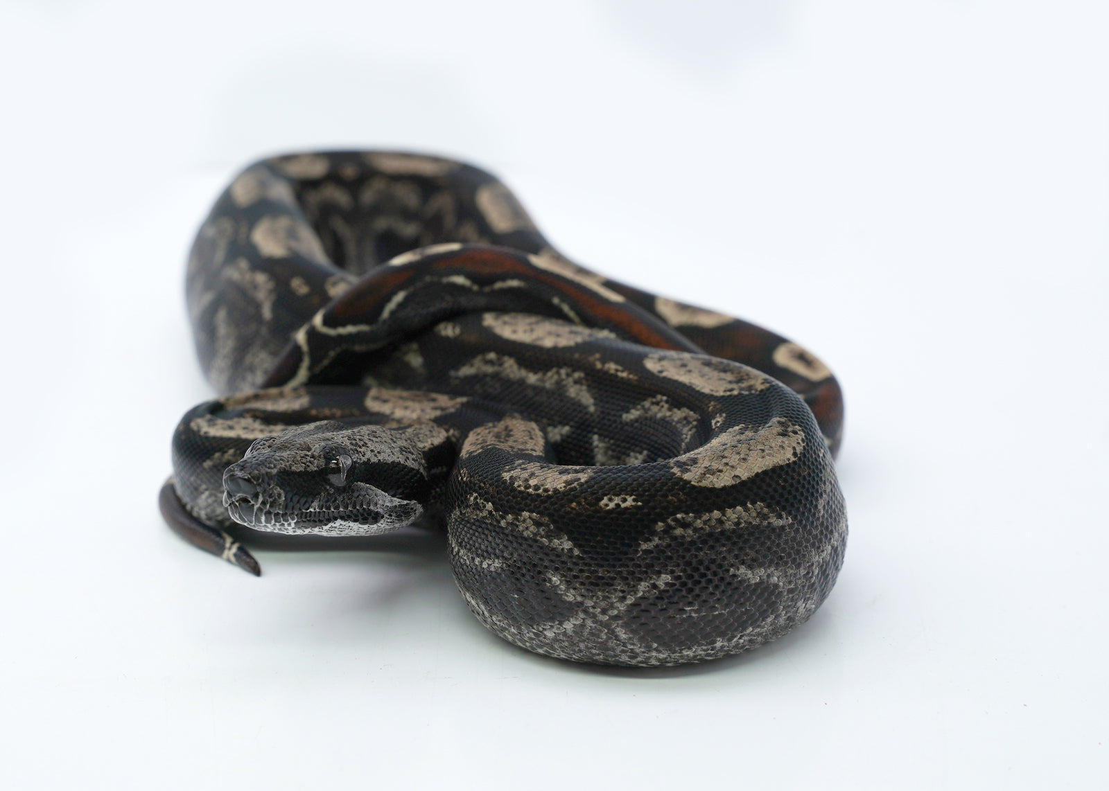 Male Roswell IMG Possible het. Albino Possible het. Anerytheristic Boa Constrictor