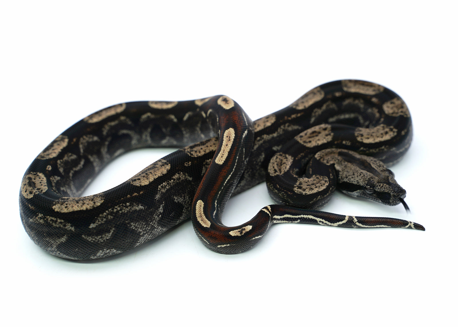 Male Roswell IMG Possible het. Albino Possible het. Anerytheristic Boa Constrictor