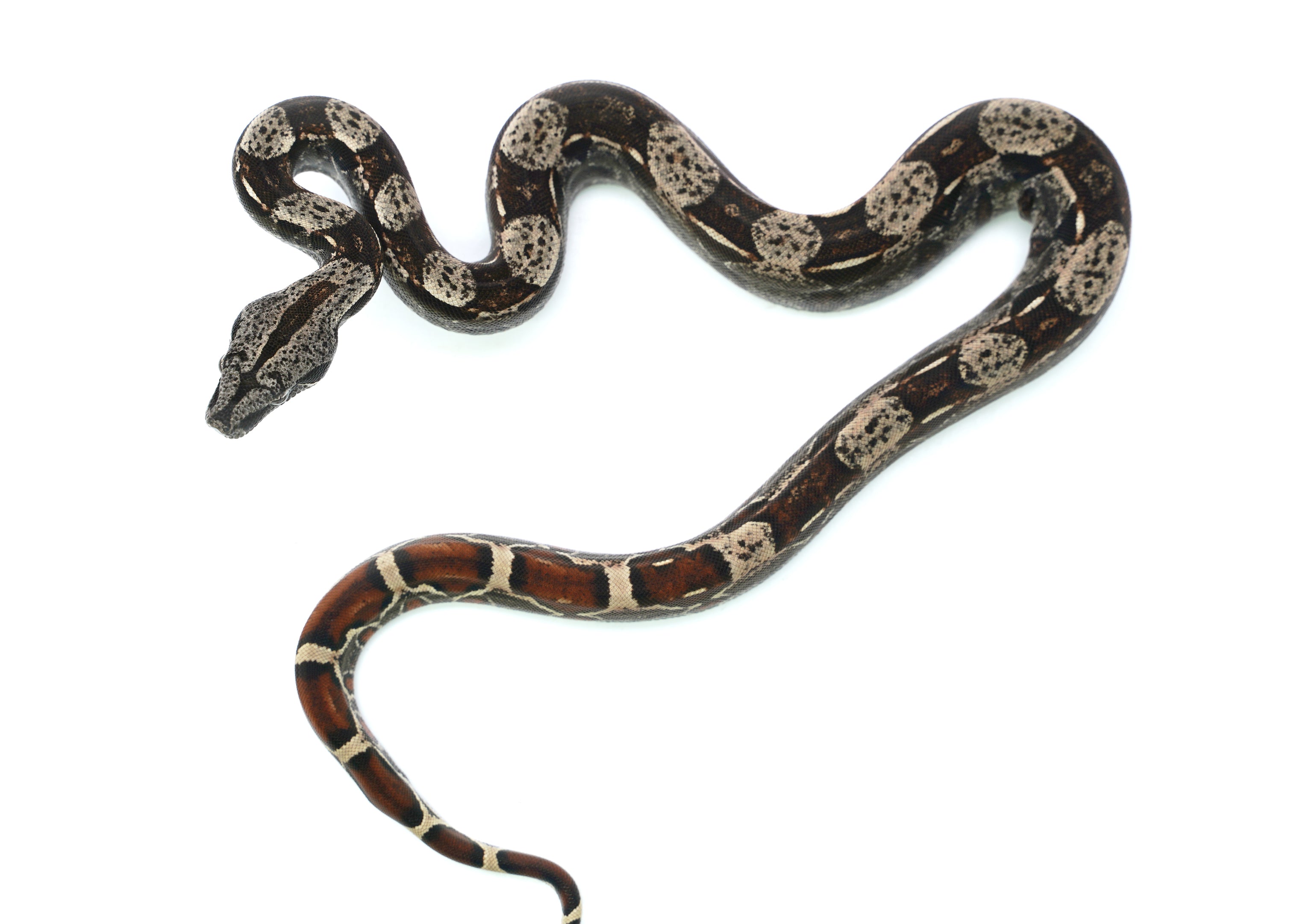 Female IMG Possible het. Albino Possible het. Anerytheristic Boa Constrictor