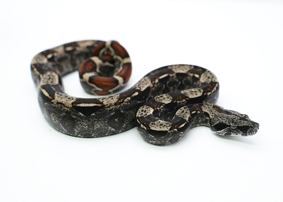 Female IMG Possible het. Albino Possible het. Anerytheristic Boa Constrictor
