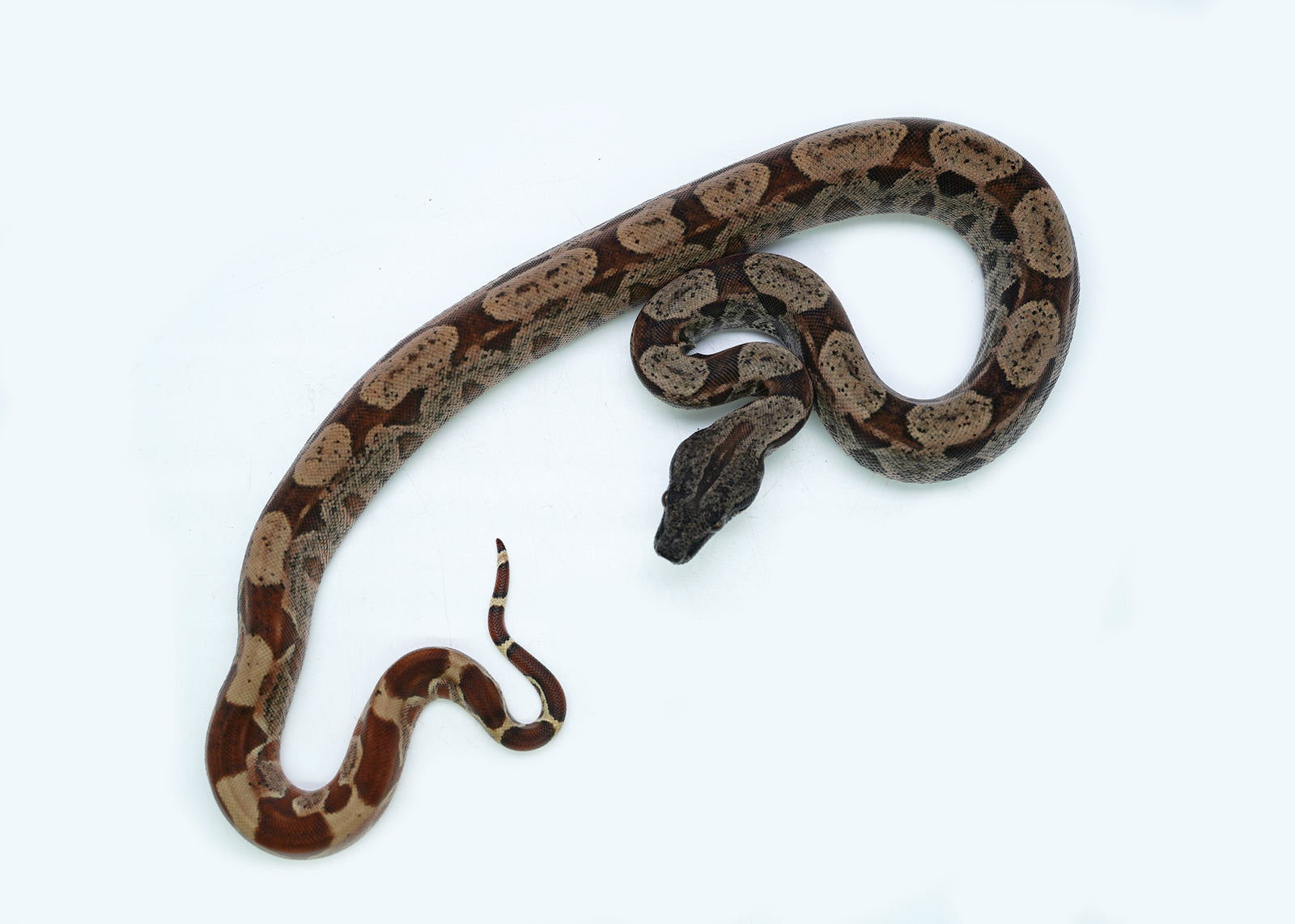 Female Hypo IMG Possible het. Albino Possible het. Anerytheristic Boa Constrictor