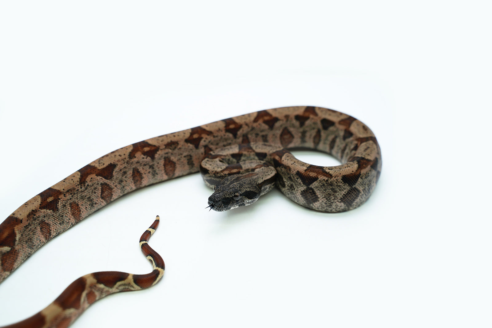 Female Hypo IMG Possible het. Albino Possible het. Anerytheristic Boa Constrictor