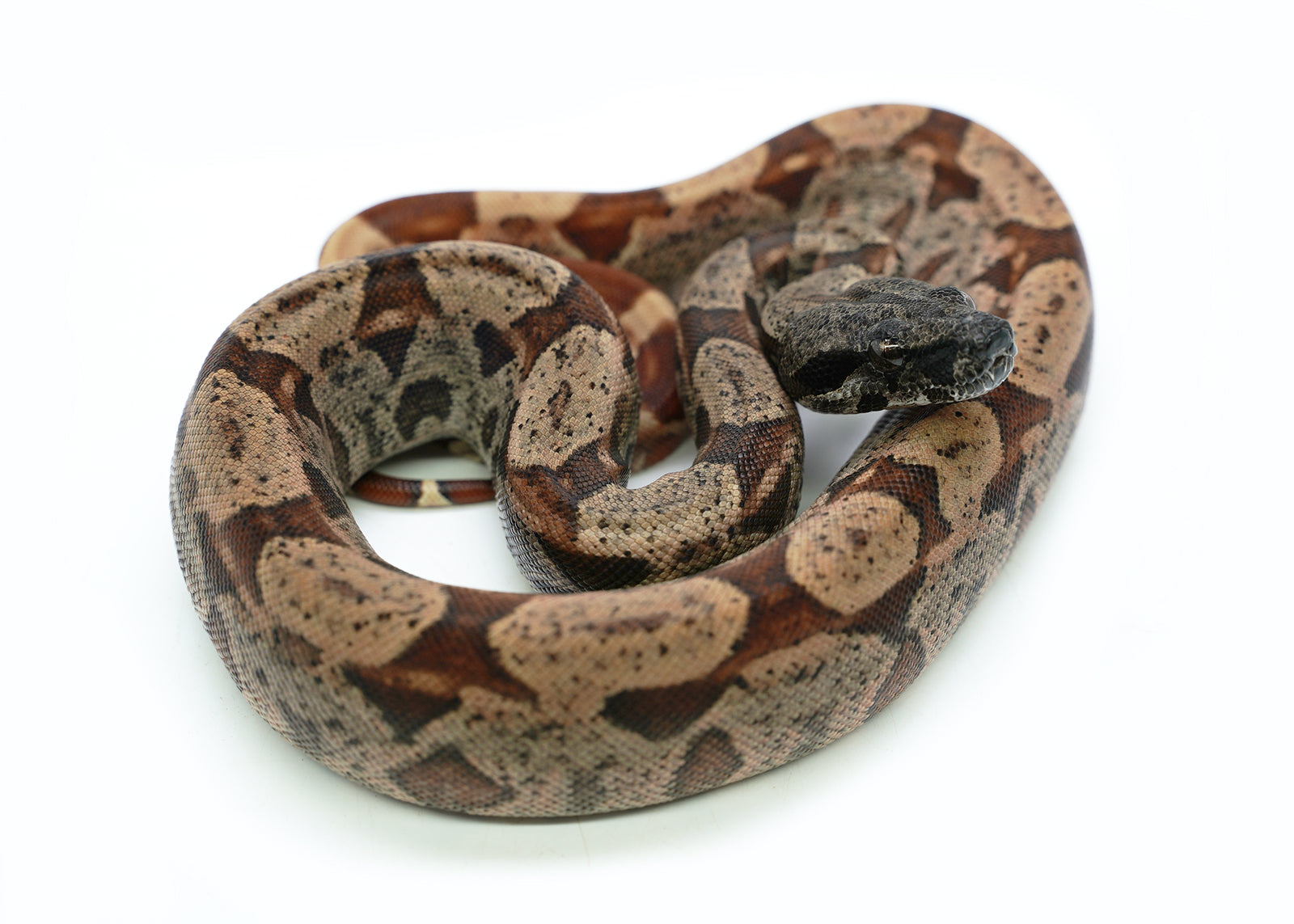 Female Hypo IMG Possible het. Albino Possible het. Anerytheristic Boa Constrictor