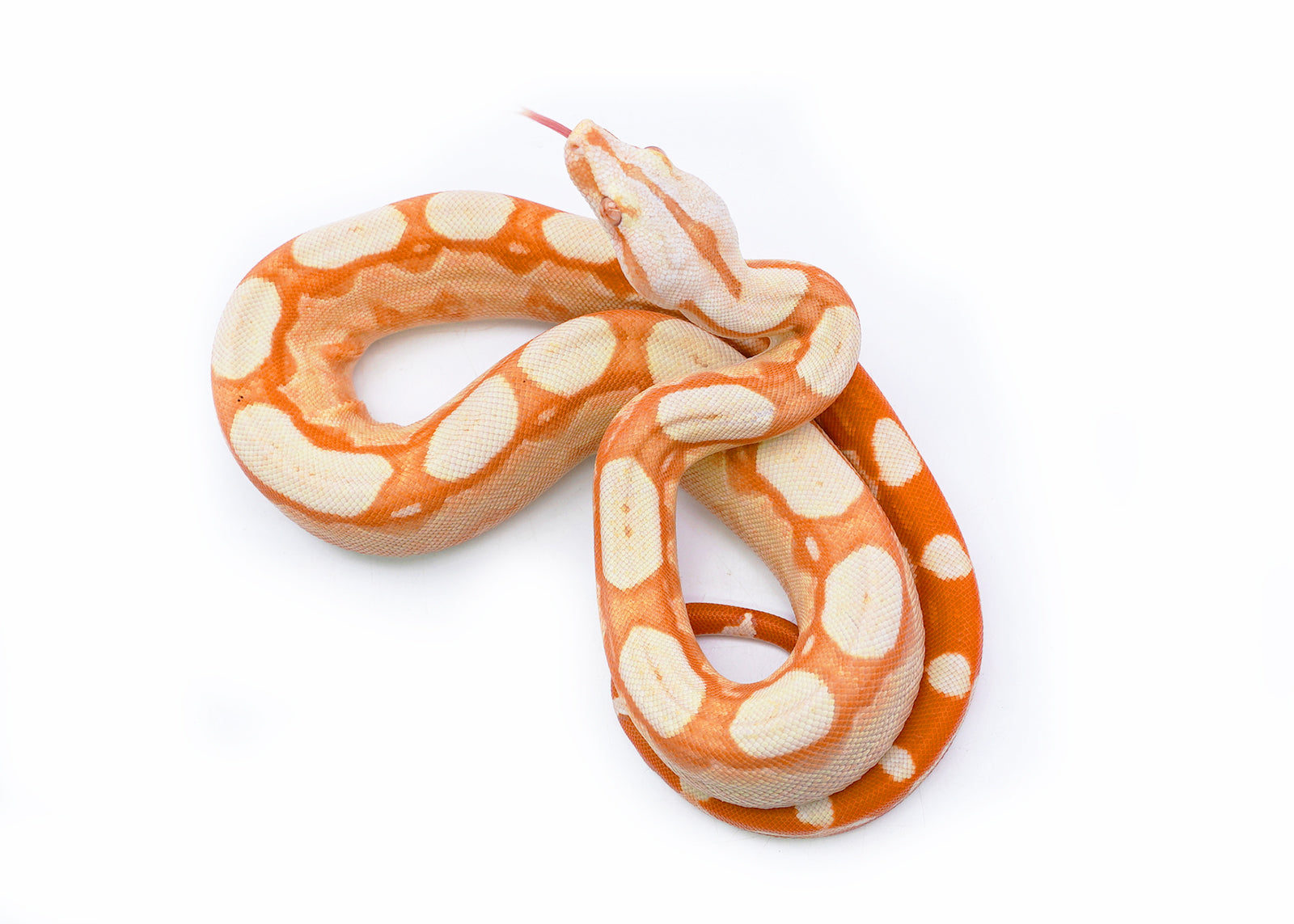 Female Kahl Albino Roswel Laddertail Possible IMG Possible Het Anerytheristic Boa Constrictor