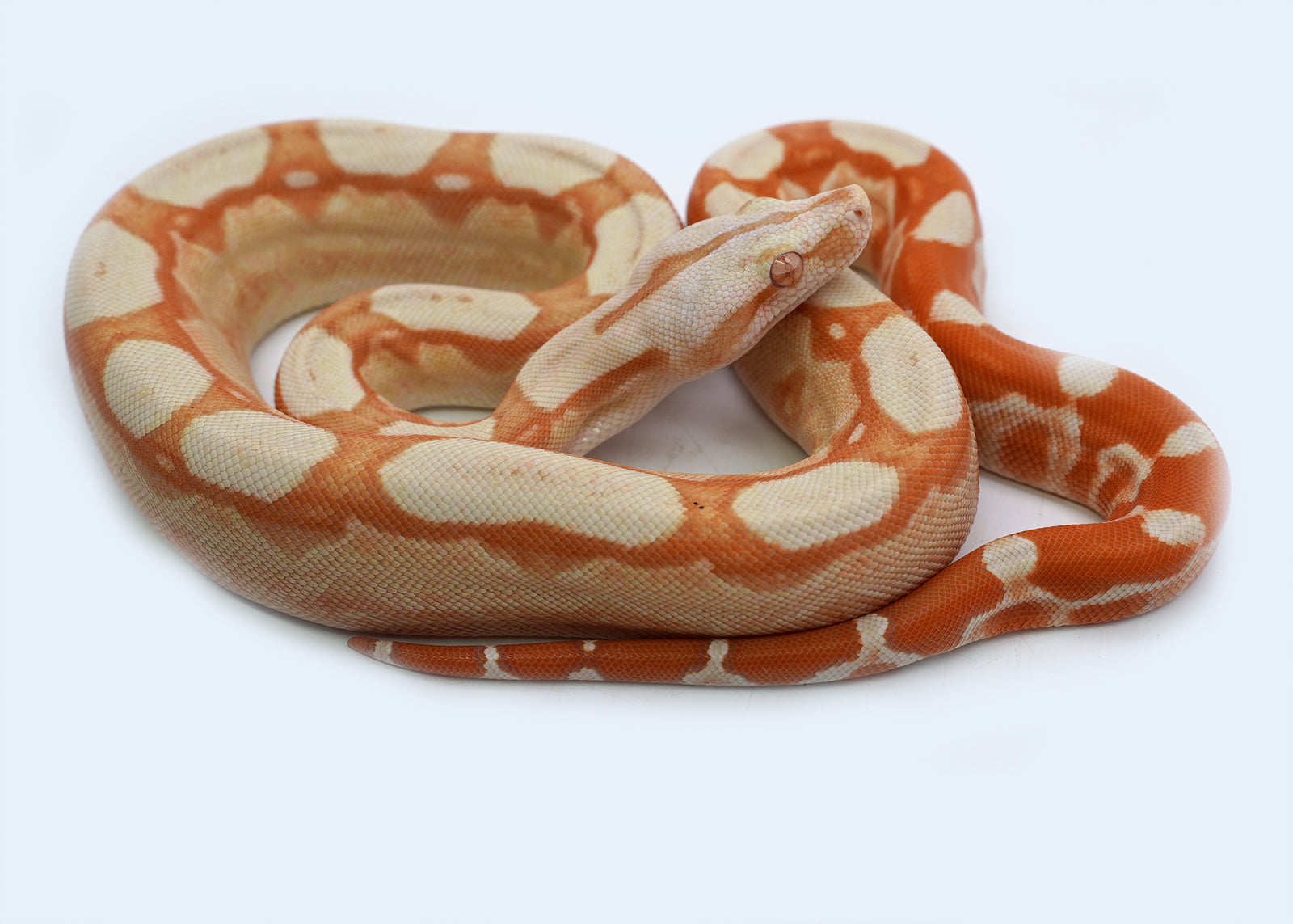 Female Kahl Albino Roswel Laddertail Possible IMG Possible Het Anerytheristic Boa Constrictor
