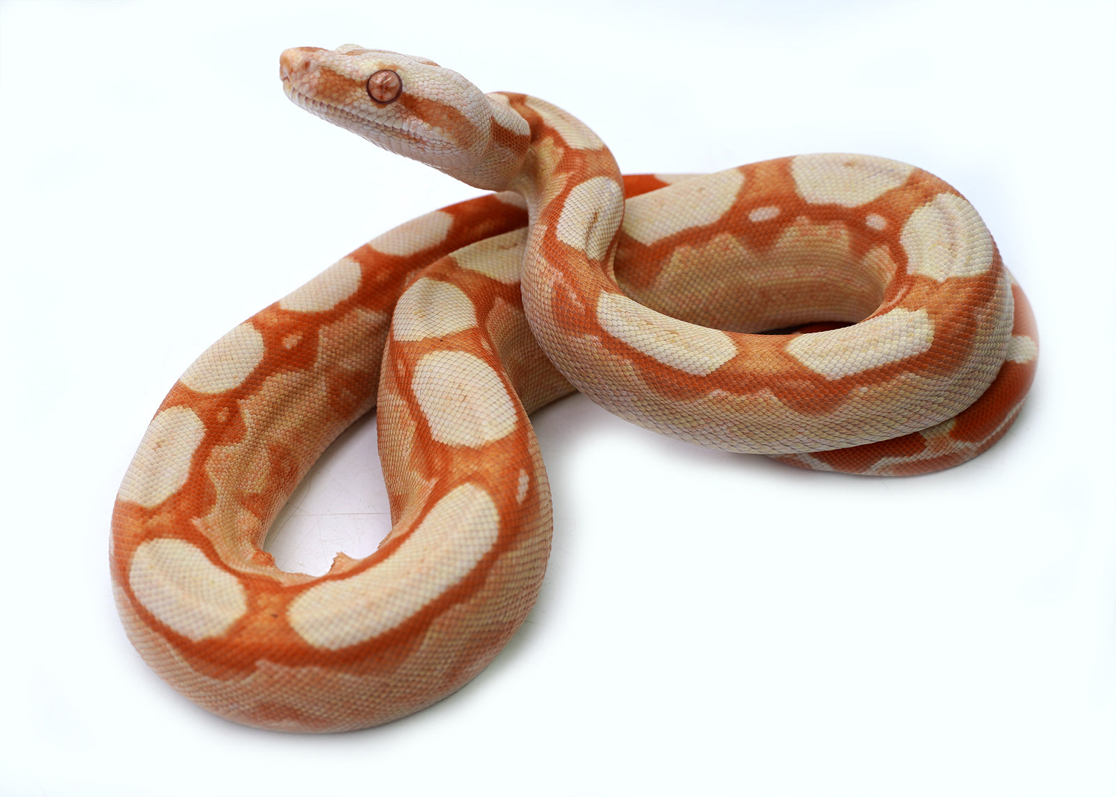 Female Kahl Albino Roswel Laddertail Possible IMG Possible Het Anerytheristic Boa Constrictor