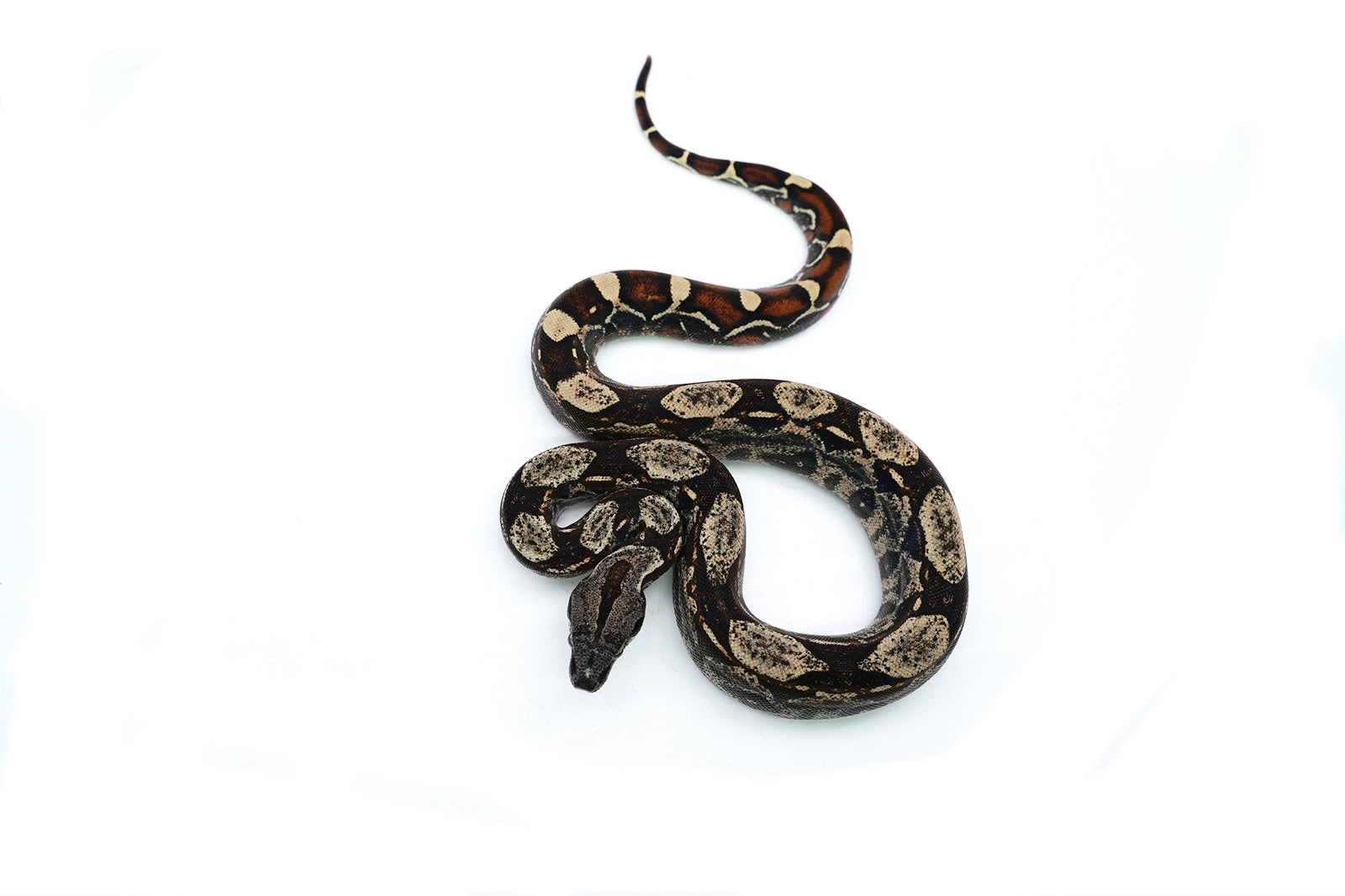 Female IMG Possible Het. Albino Possible Het. Anerytheristic Boa Constrictor