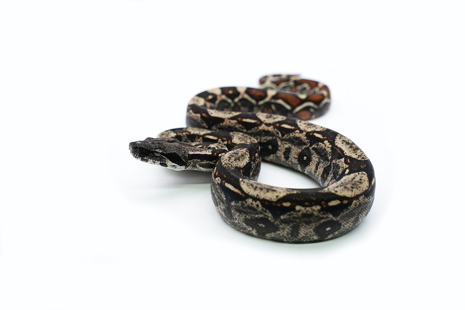 Female IMG Possible Het. Albino Possible Het. Anerytheristic Boa Constrictor