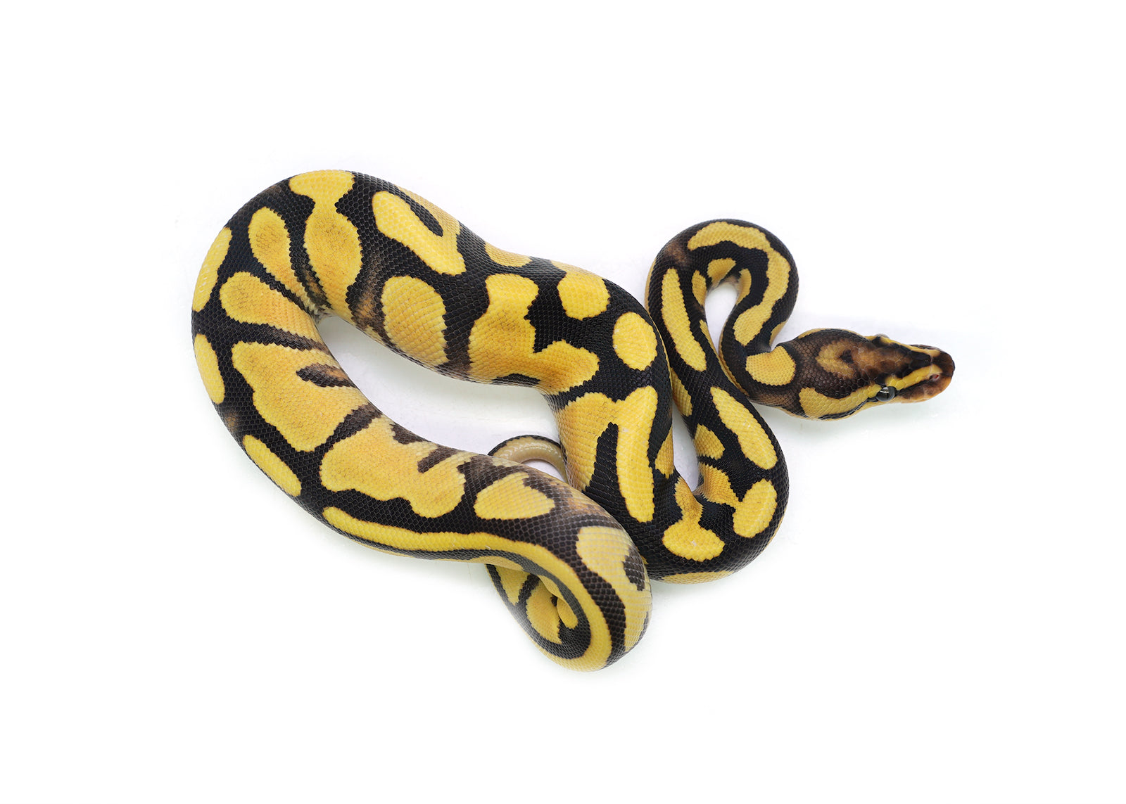 2025 Pastel Orange Dream Yellowbelly het. Piebald Ball Python