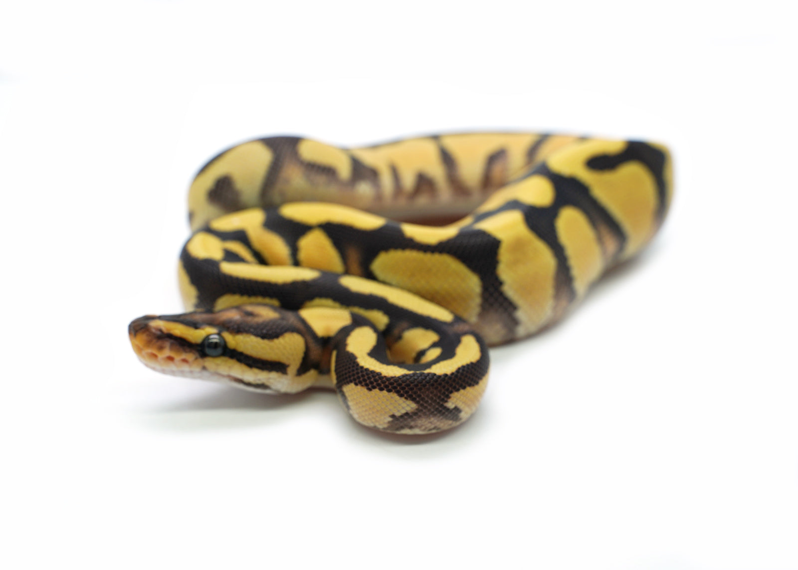 2025 Pastel Orange Dream Yellowbelly het. Piebald Ball Python