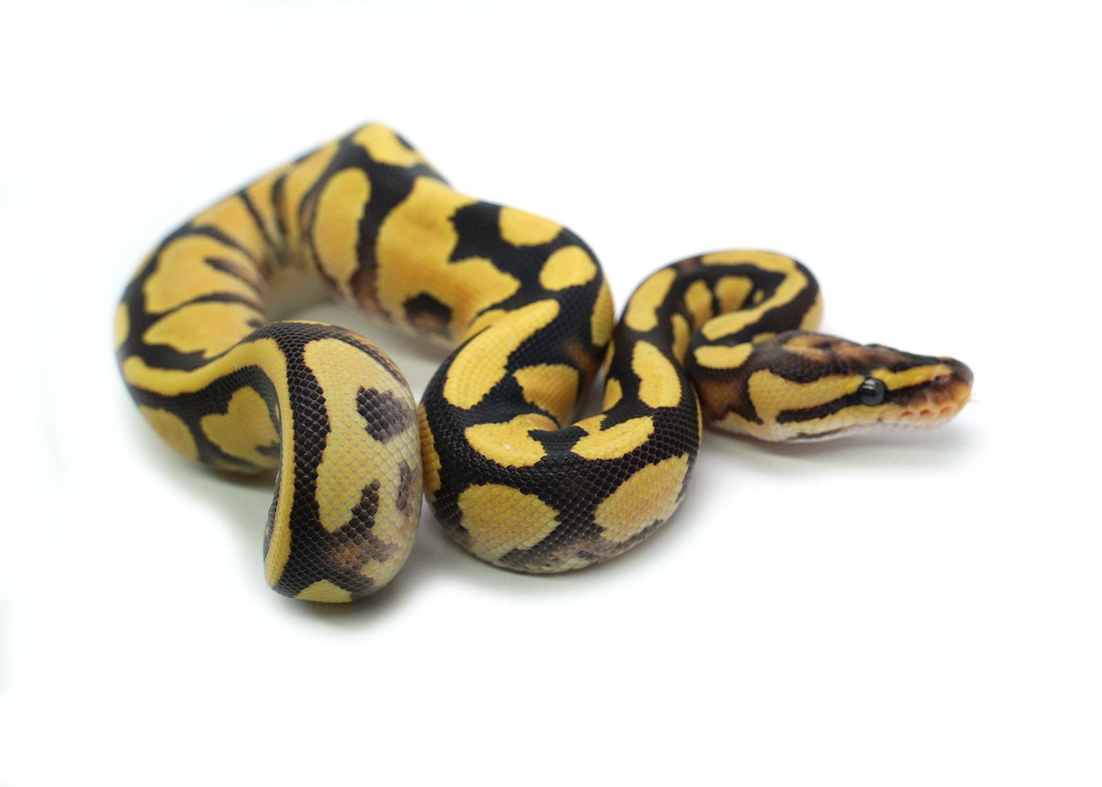 2025 Pastel Orange Dream Yellowbelly het. Piebald Ball Python