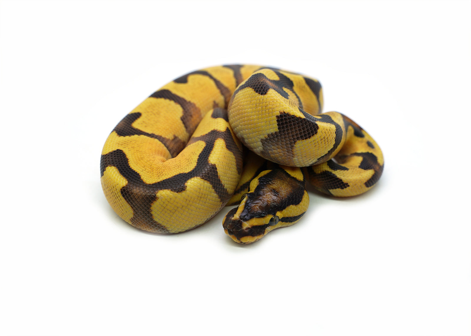 2025 Male Pastel Enchi Orange Dream Yellowbelly het. Piebald Ball Python