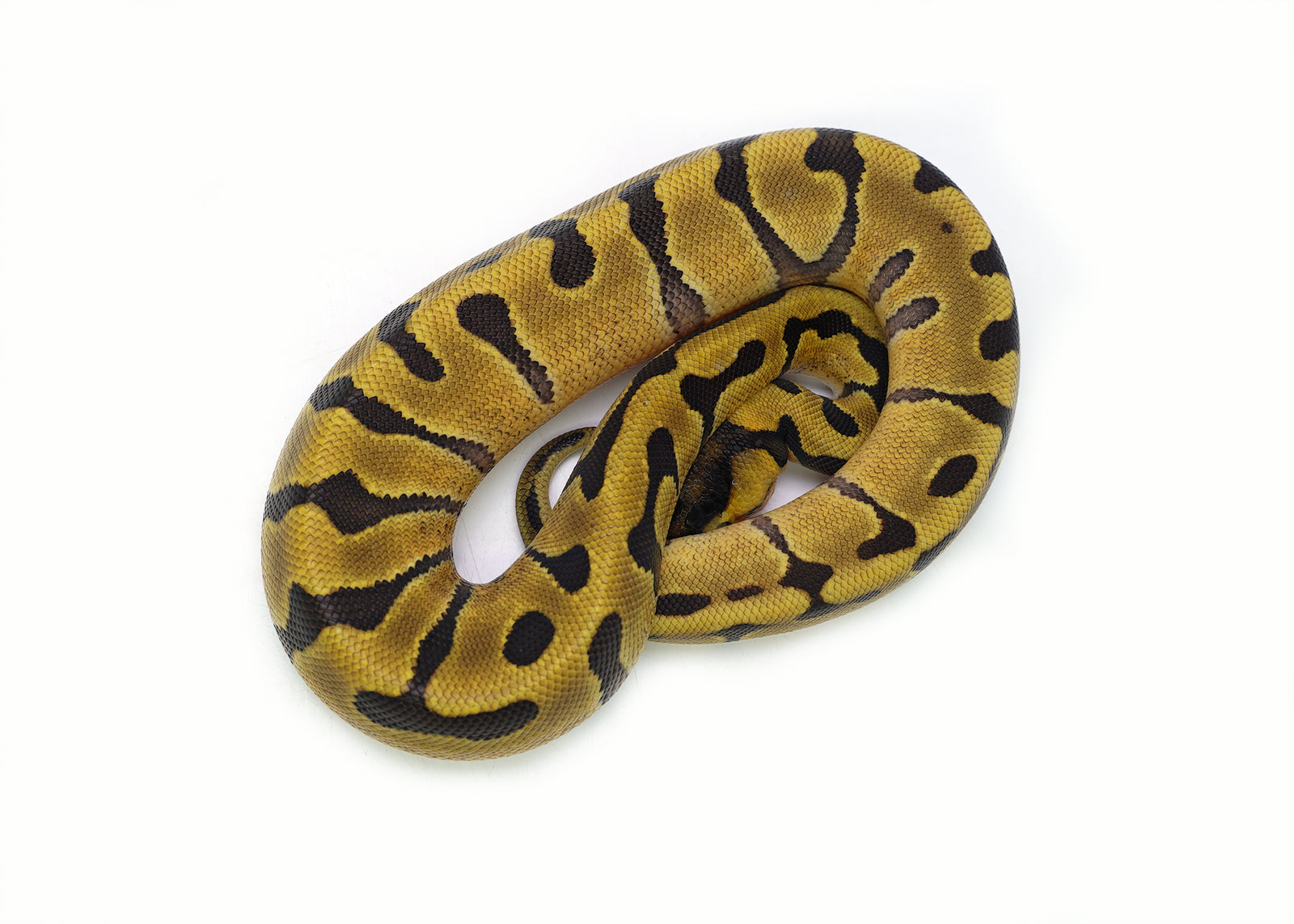 2025 Female Super Enchi EMG Ball Python