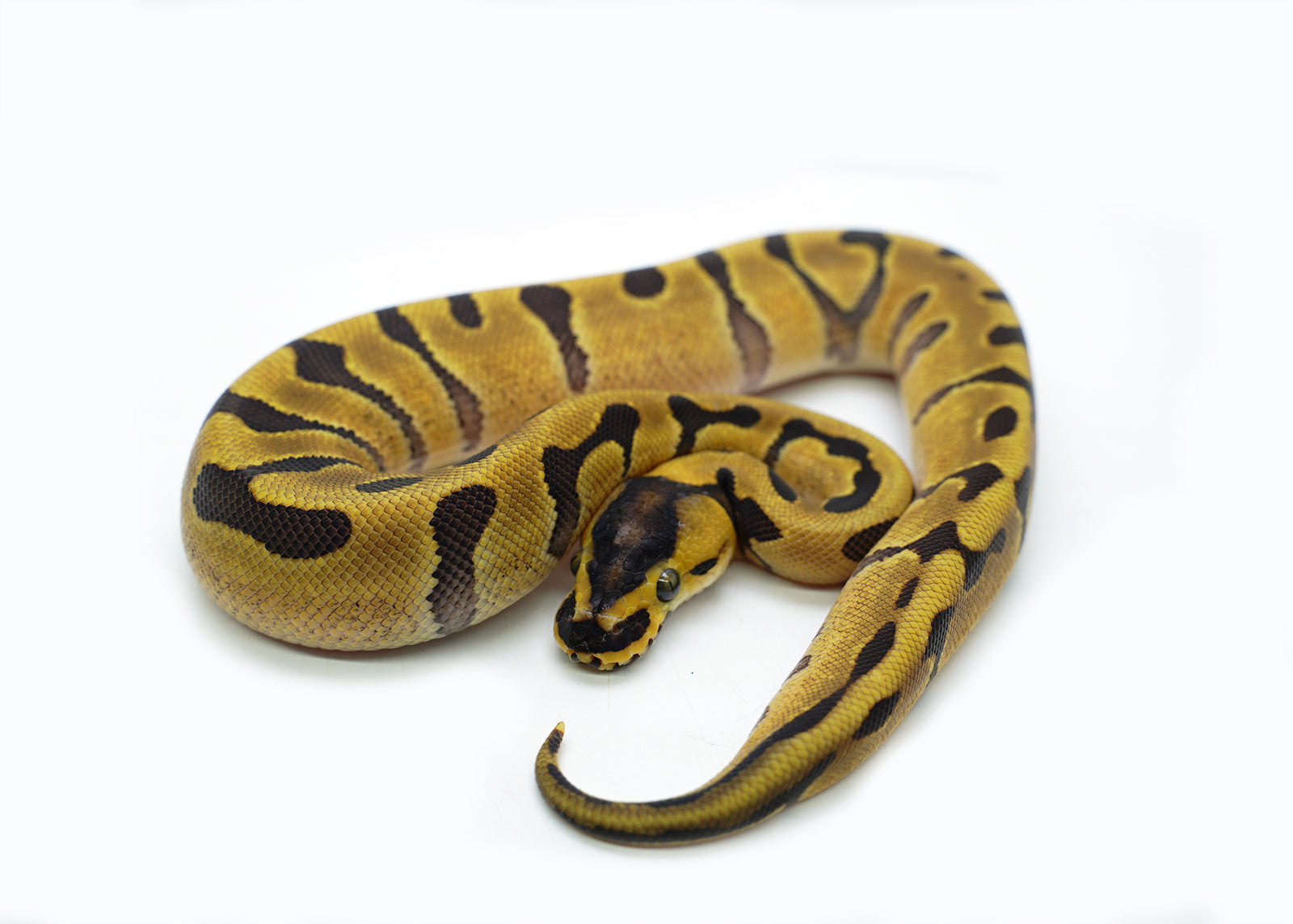 2025 Female Super Enchi EMG Ball Python