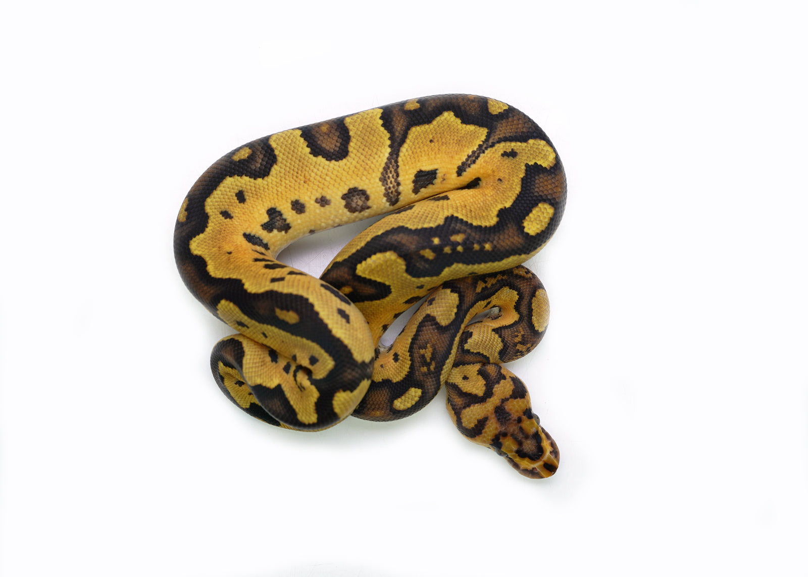 2025 Female Clown Gene-X Fire Ball Python