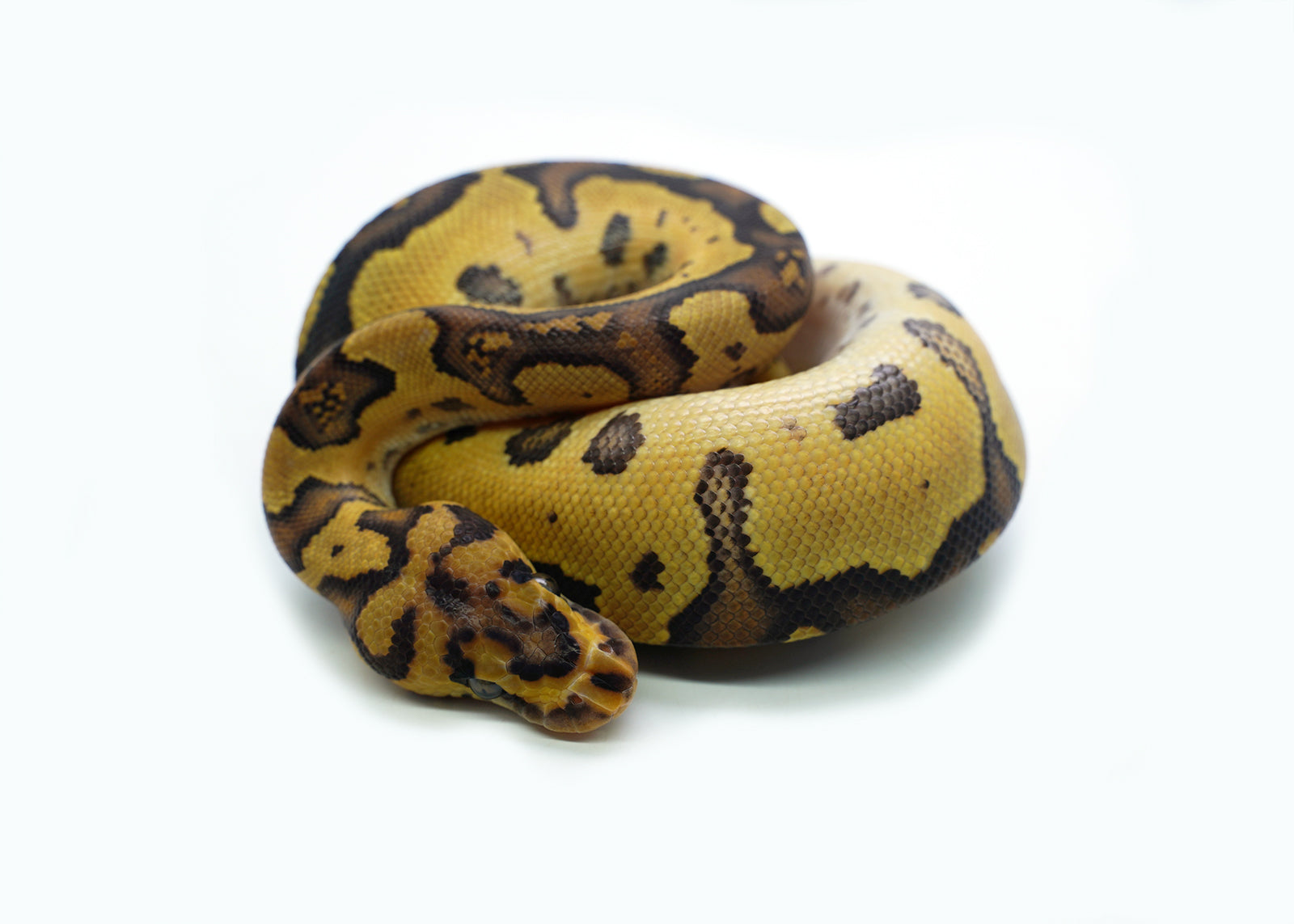 2025 Female Clown Gene-X Fire Ball Python