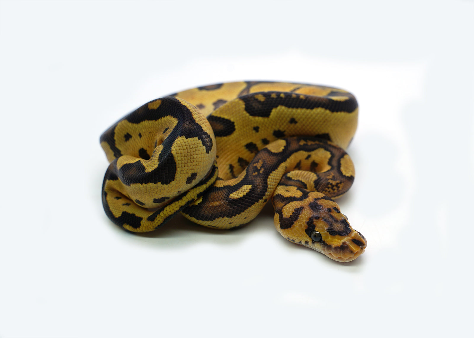 2025 Female Clown Gene-X Fire Ball Python