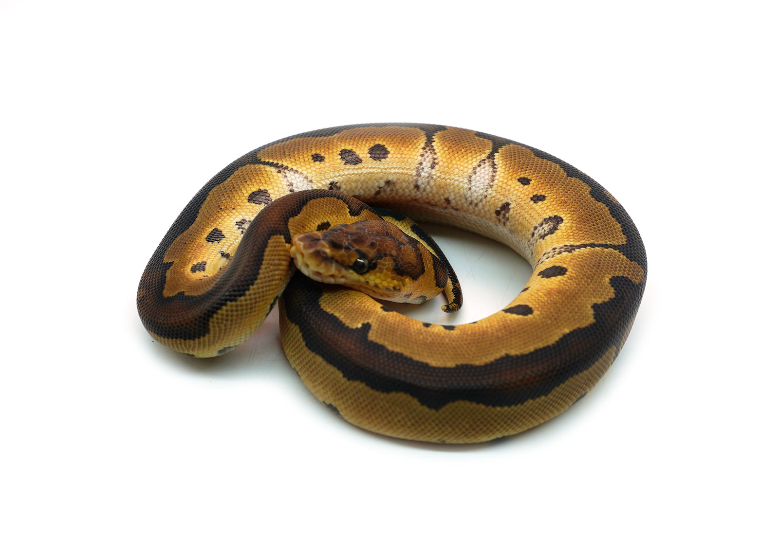 Female Gene-X Clown Ball Python